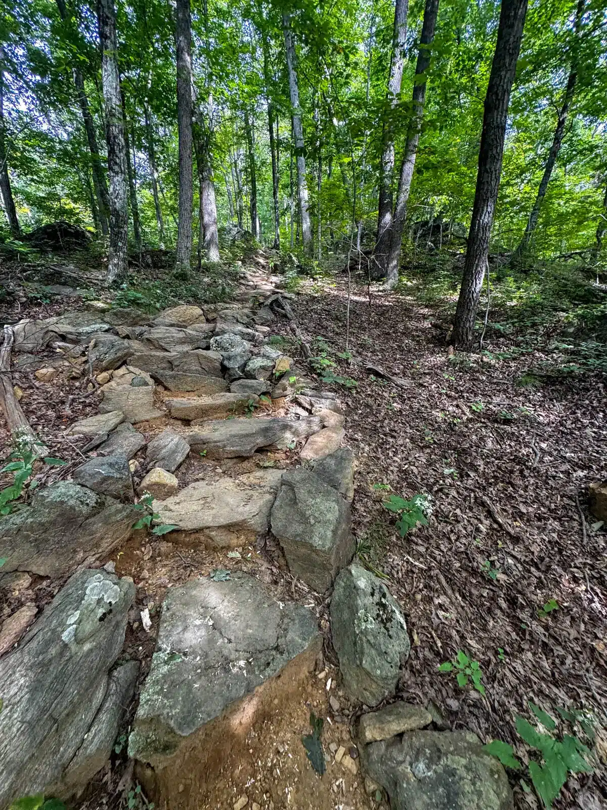 stone steps on a trail in summertime lined with green trees.