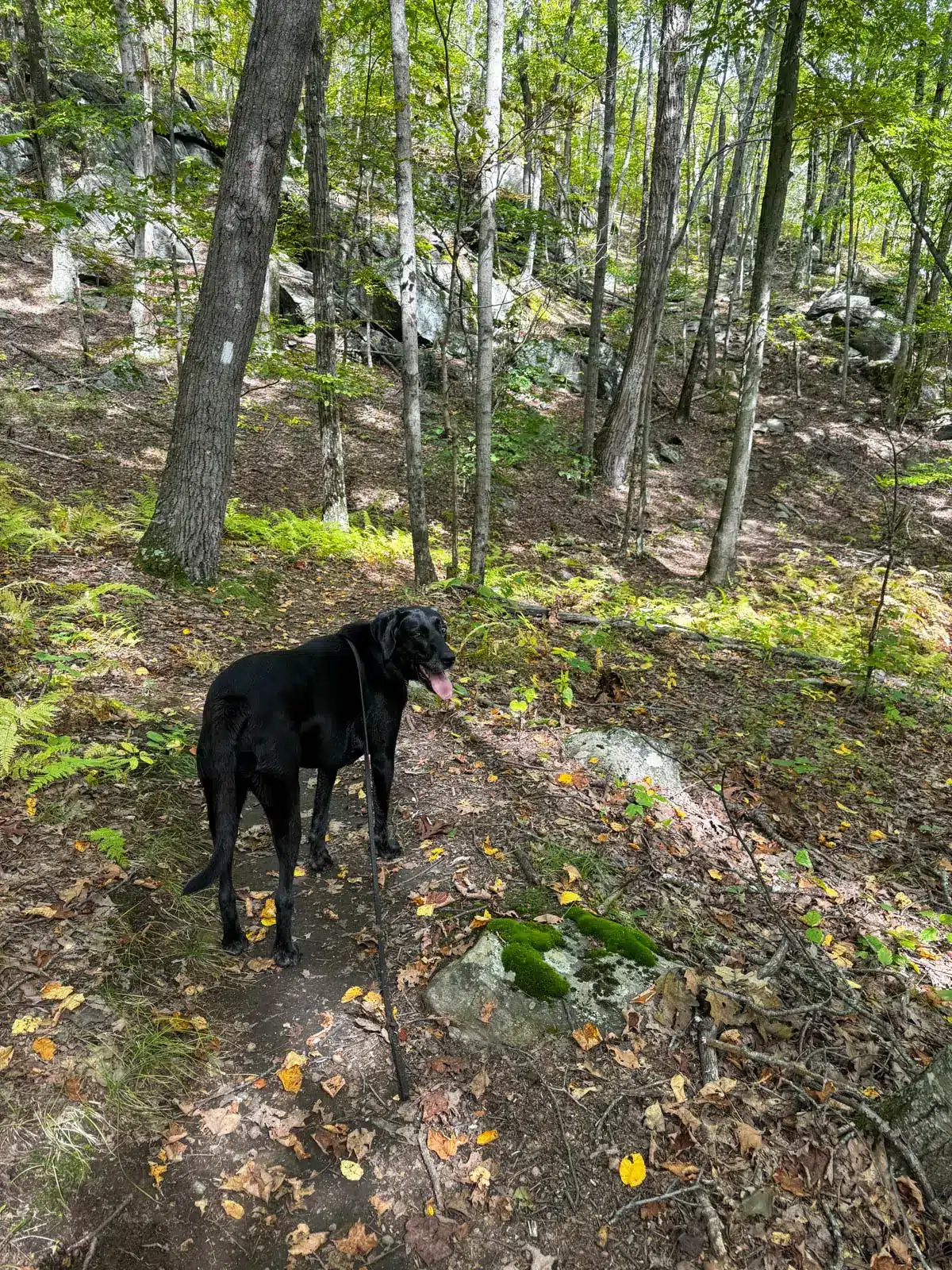 black dog on narrow dirt trail in summer lined with green plants and trees.