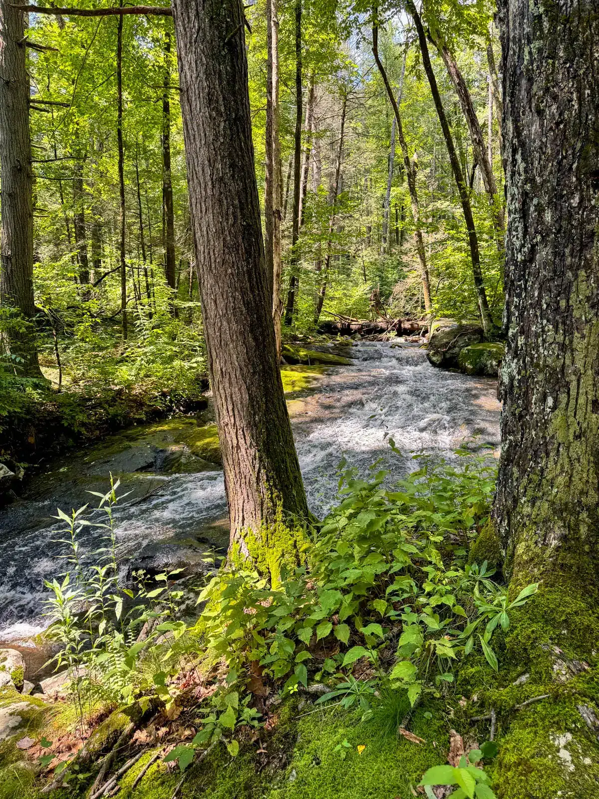 hatch brook falls waterfall on pine knob trail in connecticut in summer with water flowing over rocks and green trees lining the waterfall.