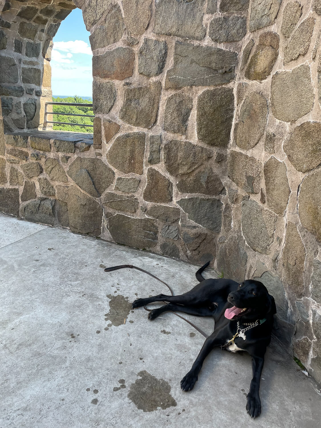 dog resting at sleeping giant castle in hamden