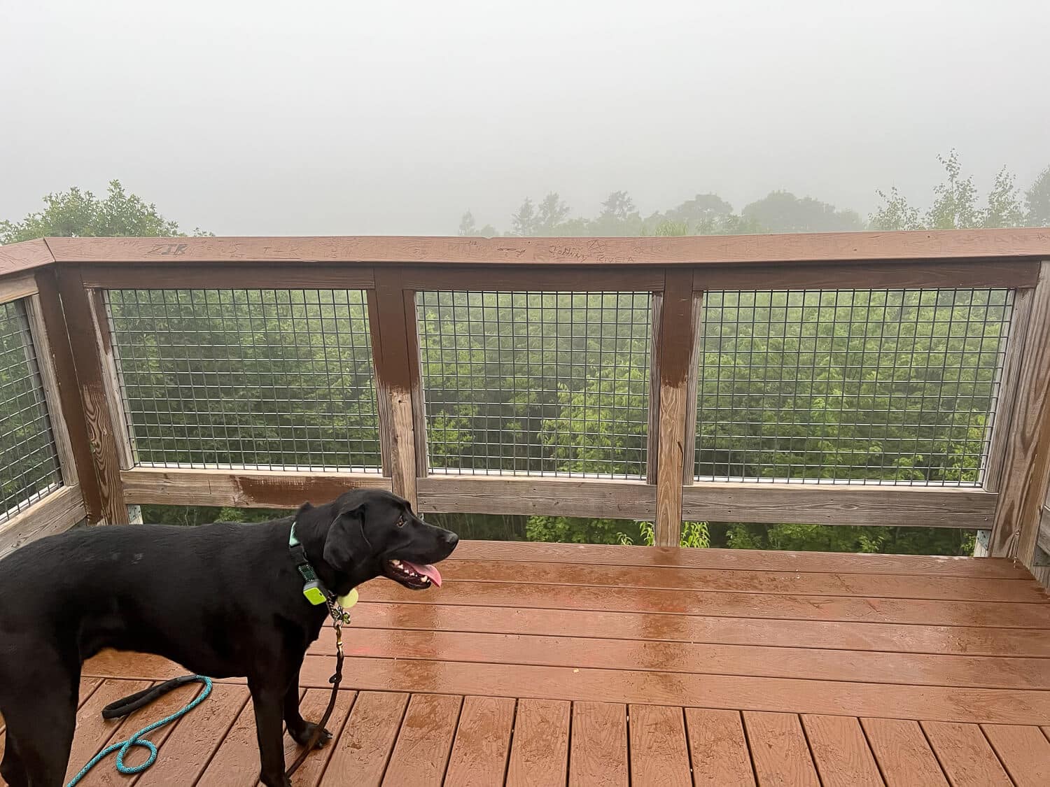 dog on Soapstone tower in Connecticut 