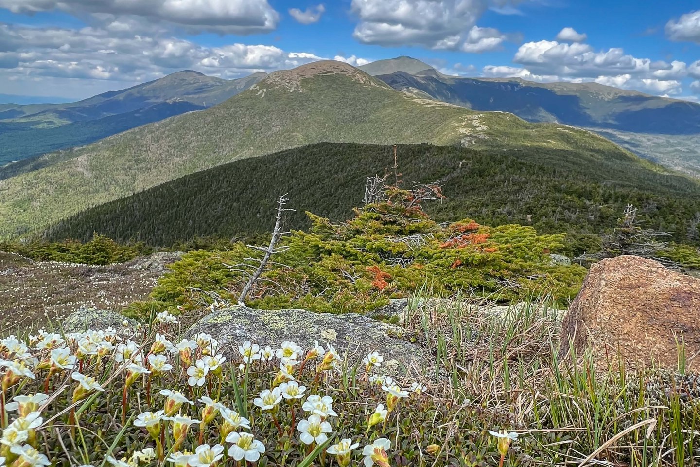 spring mountaintop view and blue sky background with flowers in the front