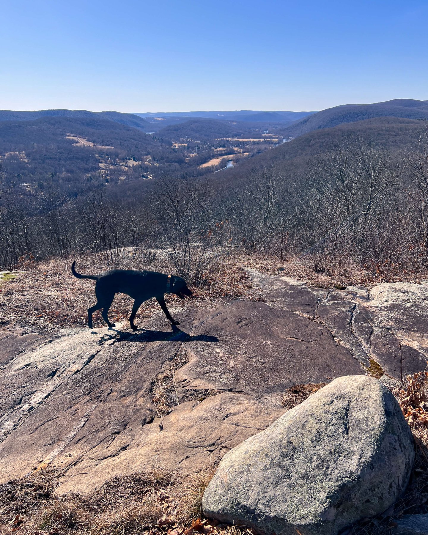 black dog hiking on mountain