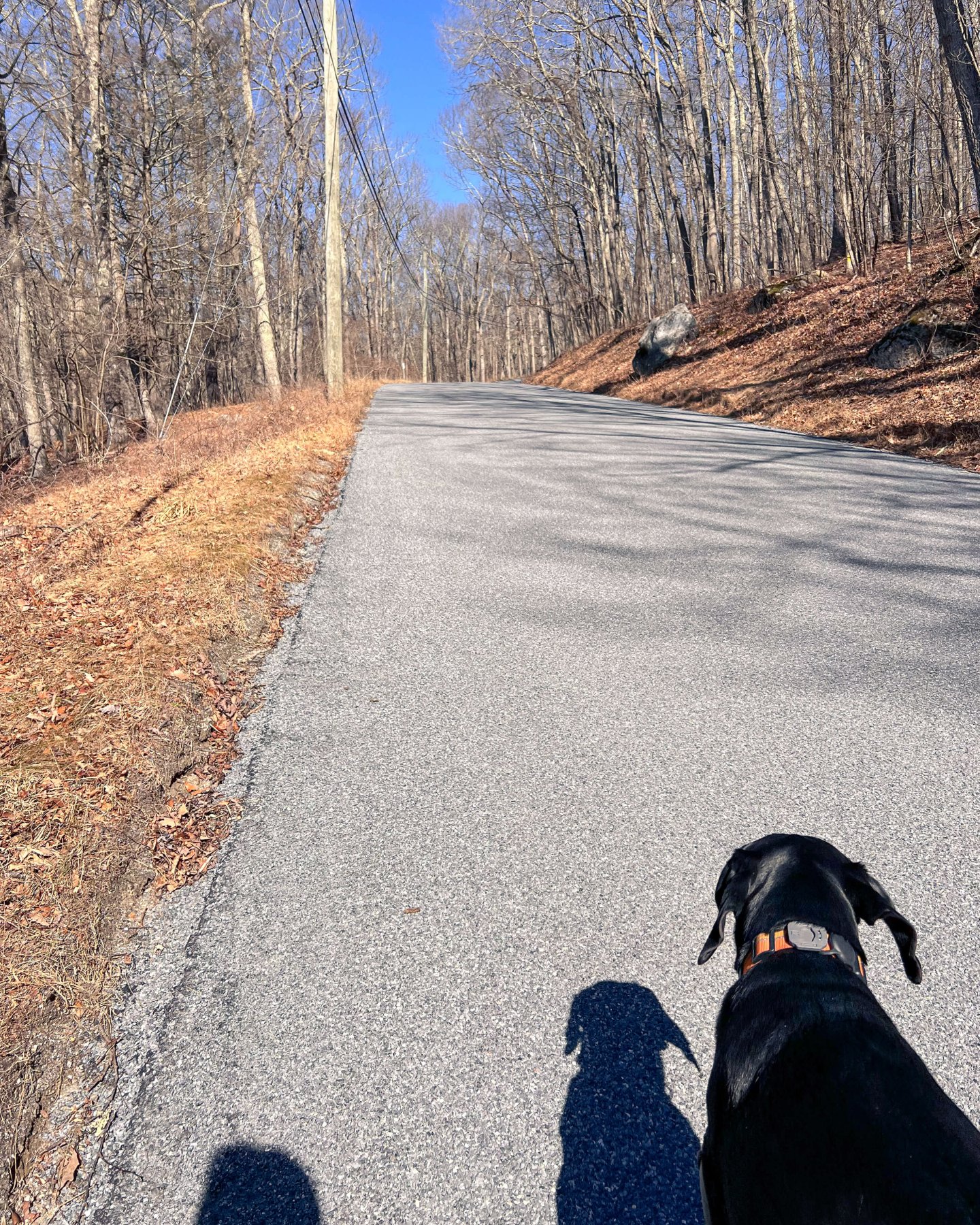 black dog on sunny day walking on street