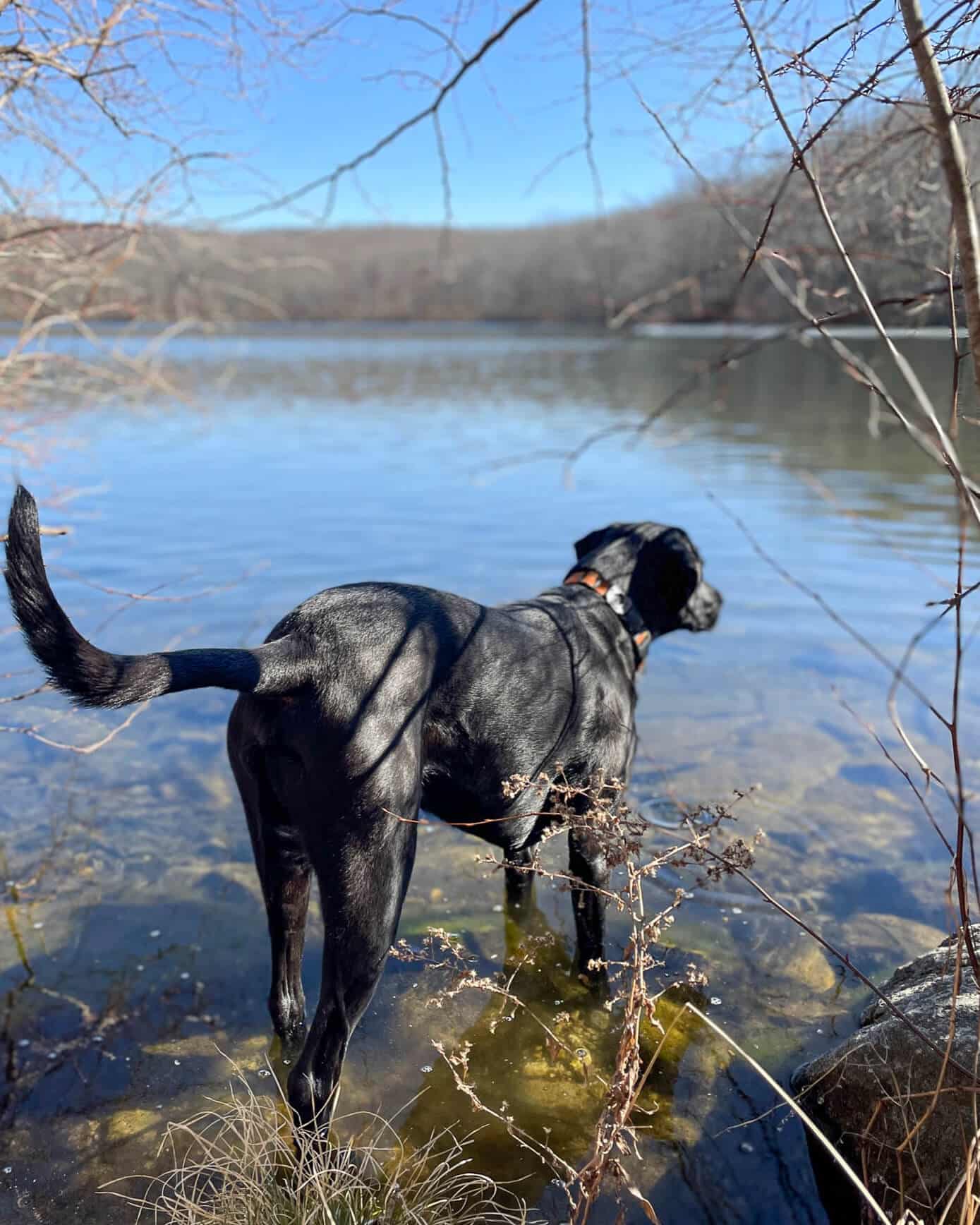 shiny black dog in a blue lake