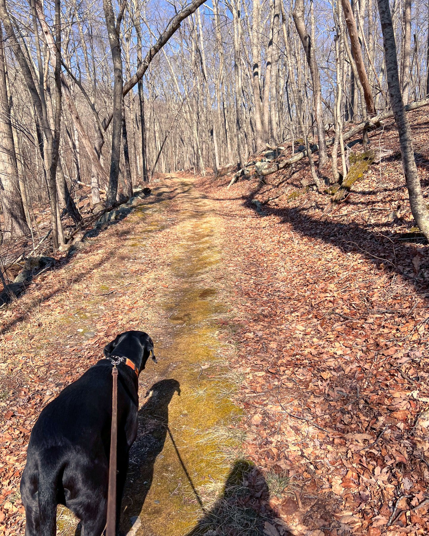 black dog hiking through the woods in the sun