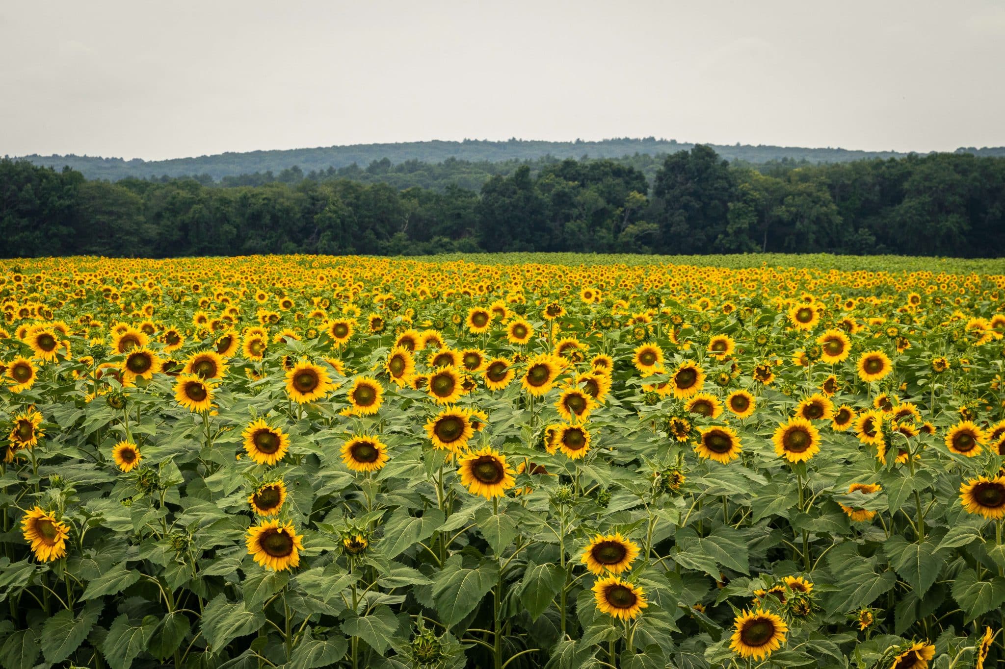 14 Flower Gardens in Connecticut to Visit This Spring