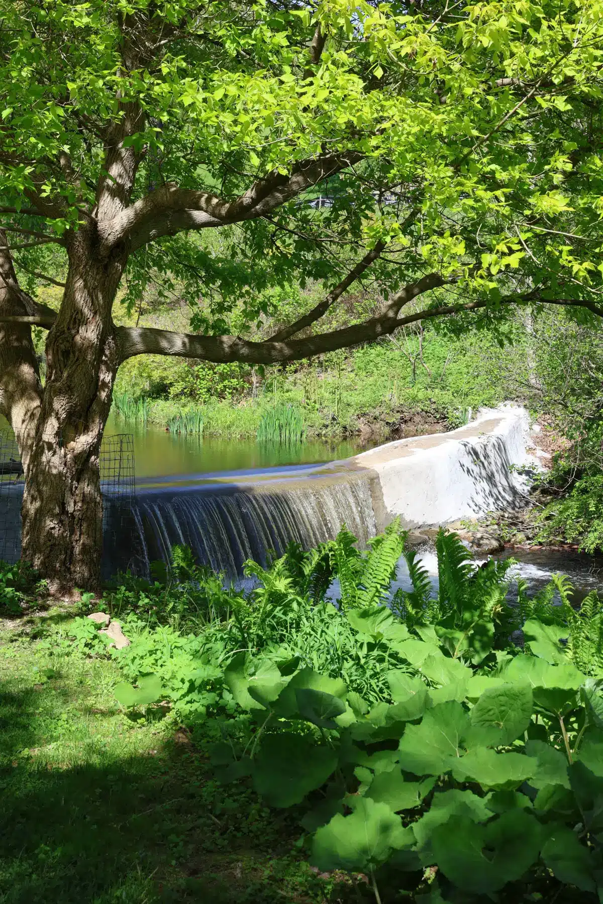 a small waterfall at hollister house gardens in washington connecticut.