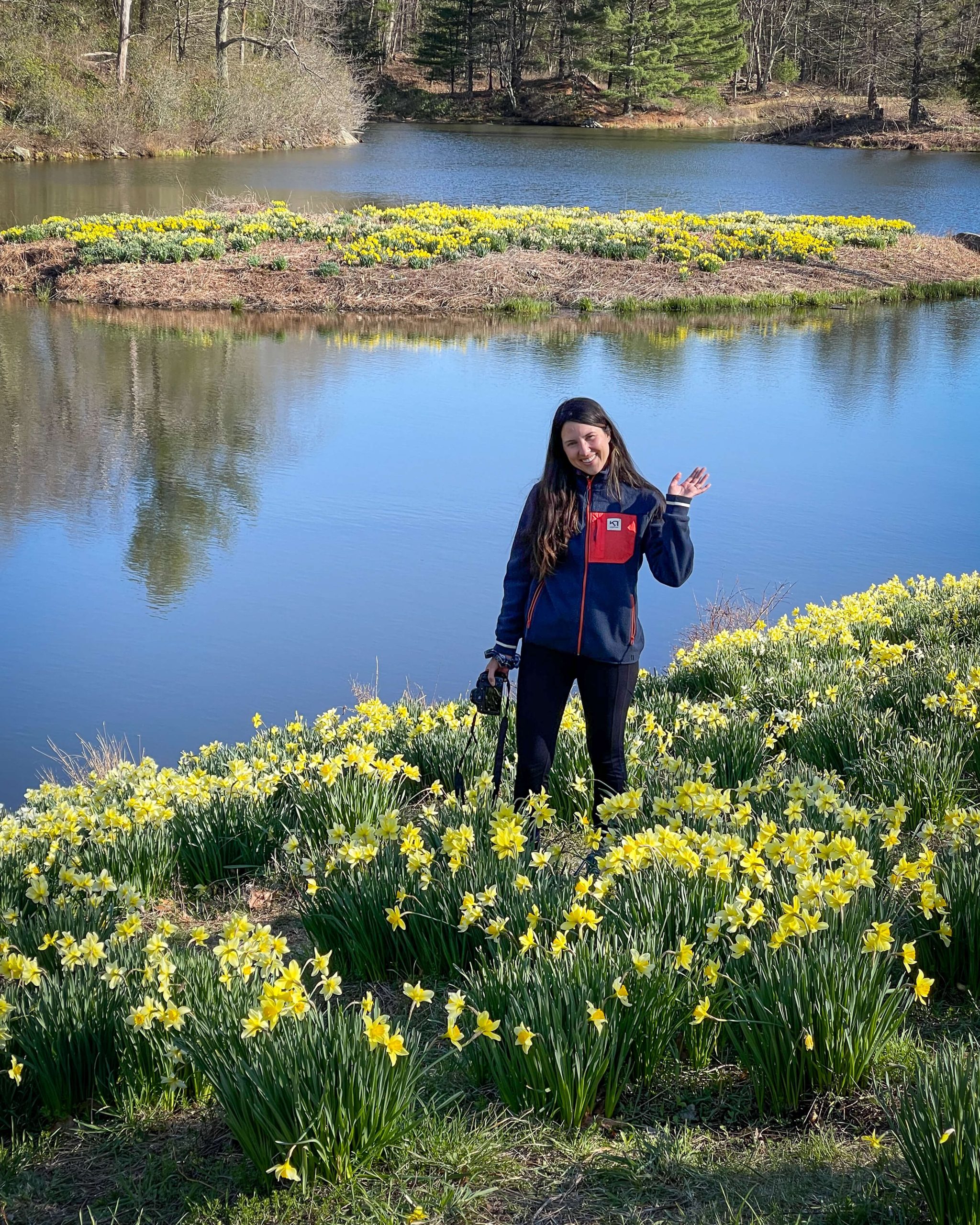 northfield daffodils