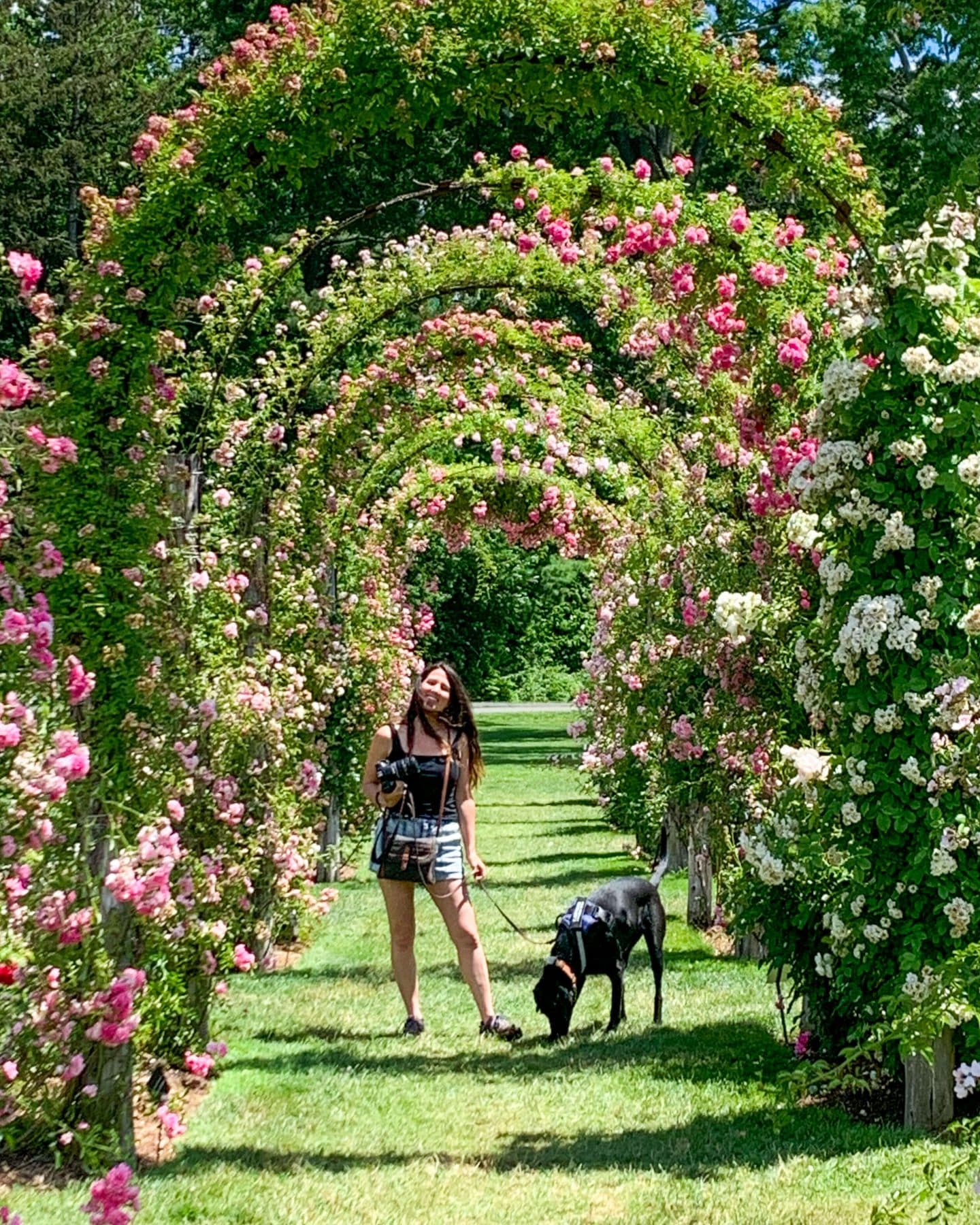 rose garden in hartford connecticut in spring