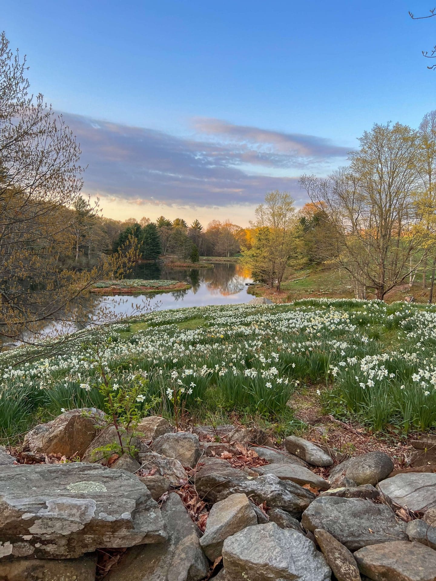 spring daffodil farm in litchfield connecticut at sunrise