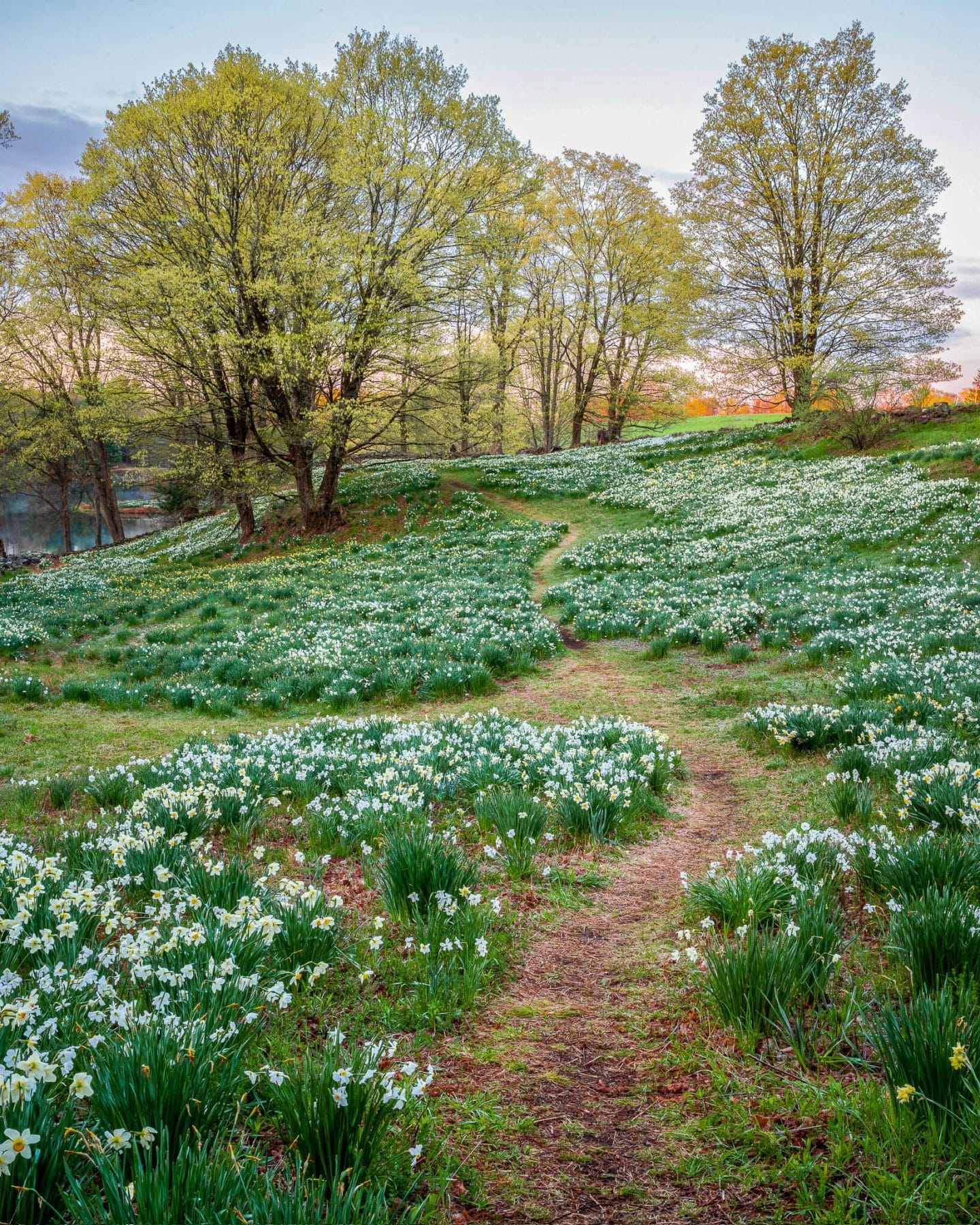 sea of daffodils at sunrise time in connecticut