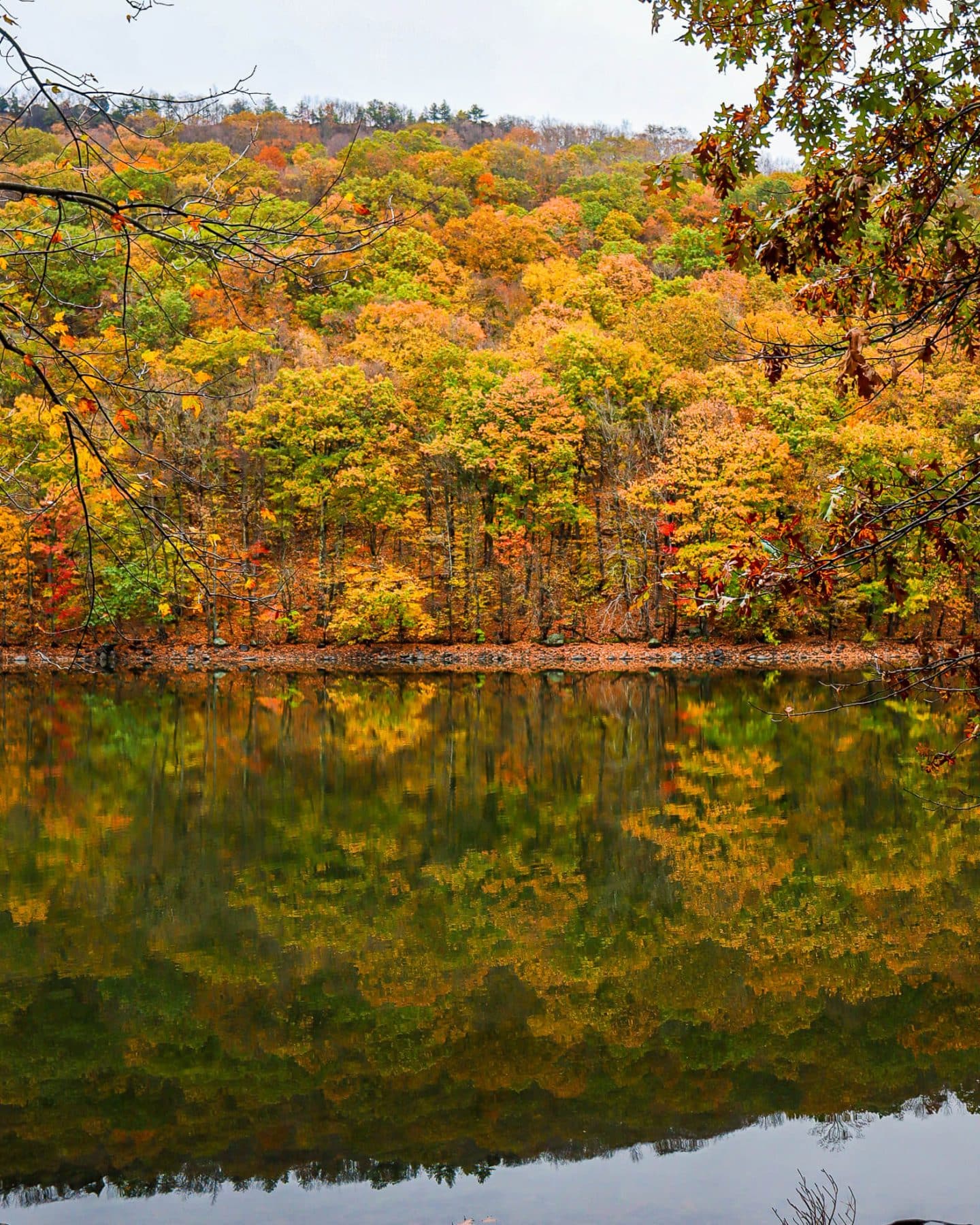 fall reflection of orange trees in water