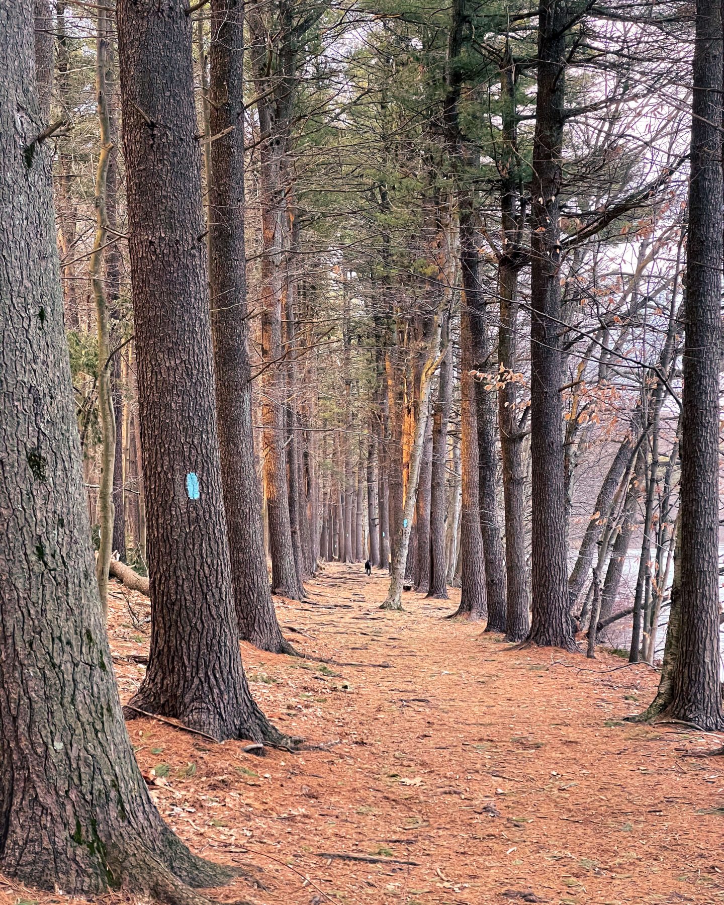 padded pine path with blue hiking blaze on tree