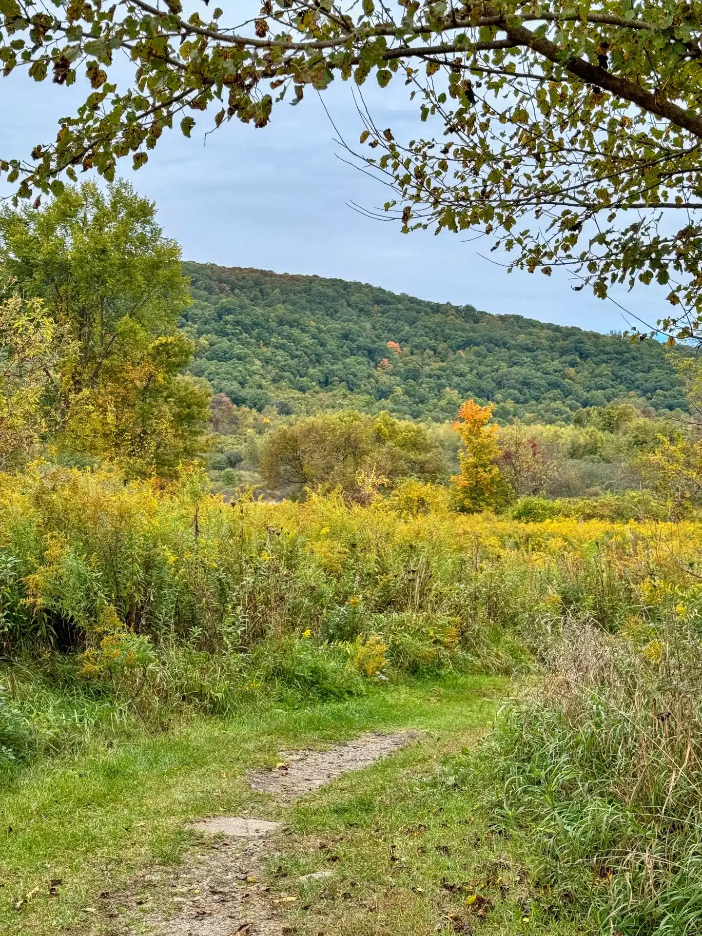 trail in litchfield county during fall with golden leaves