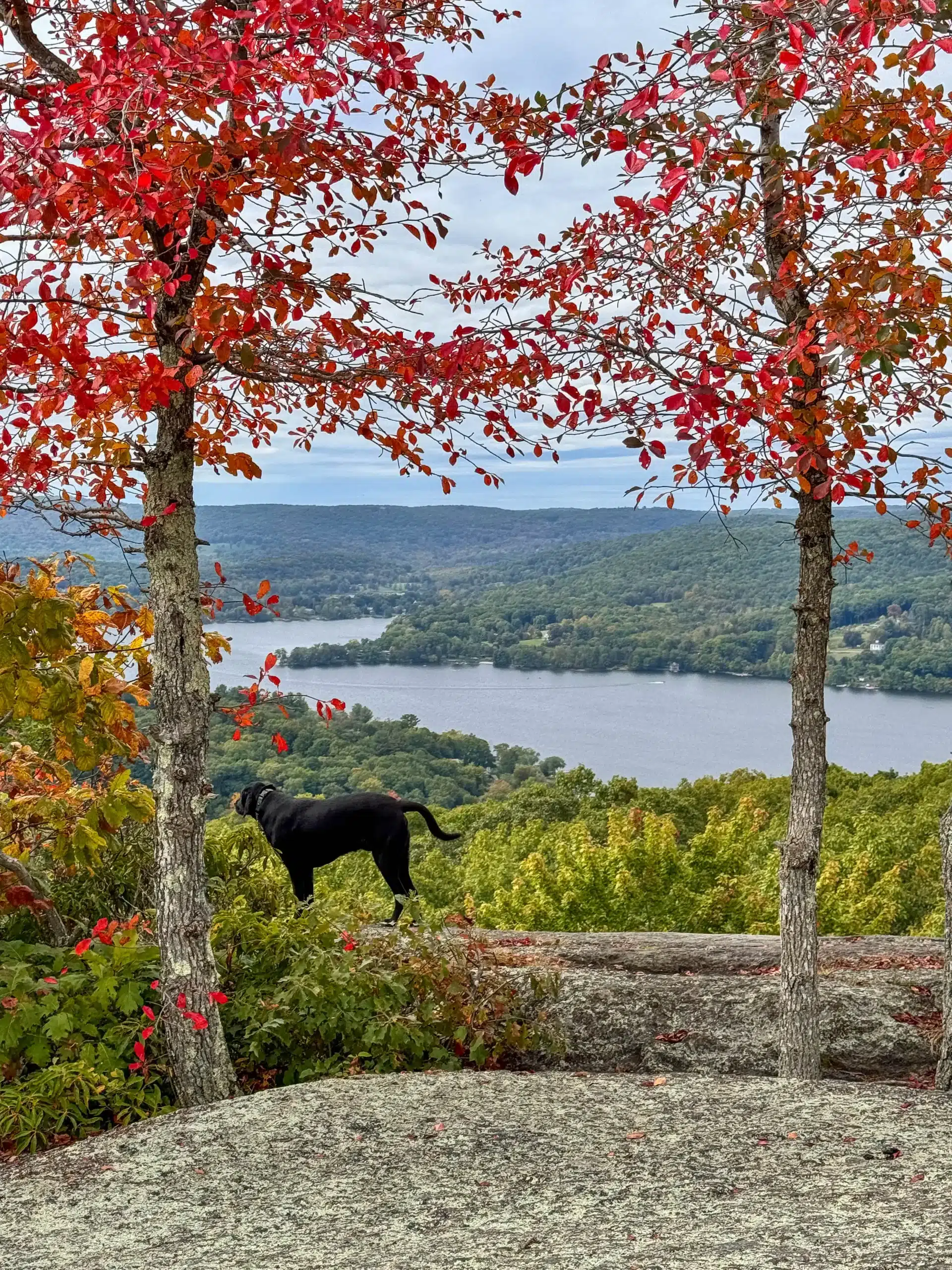 black dog at the top of the meeker trail with red trees and overlooking lake waramaug