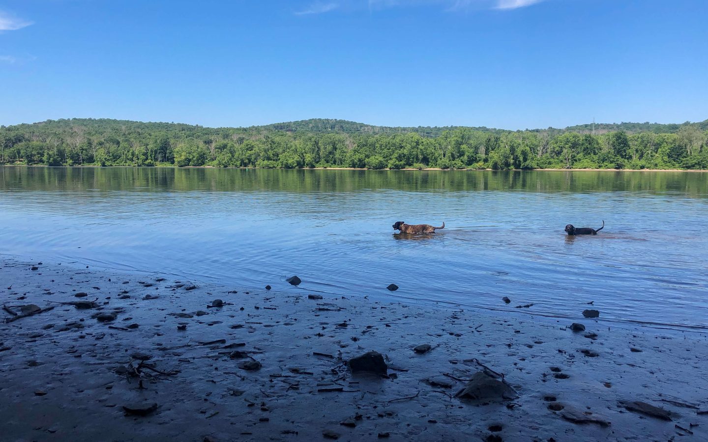 brown dog and black dog swimming in blue water at hurd park in connecticut during summertime