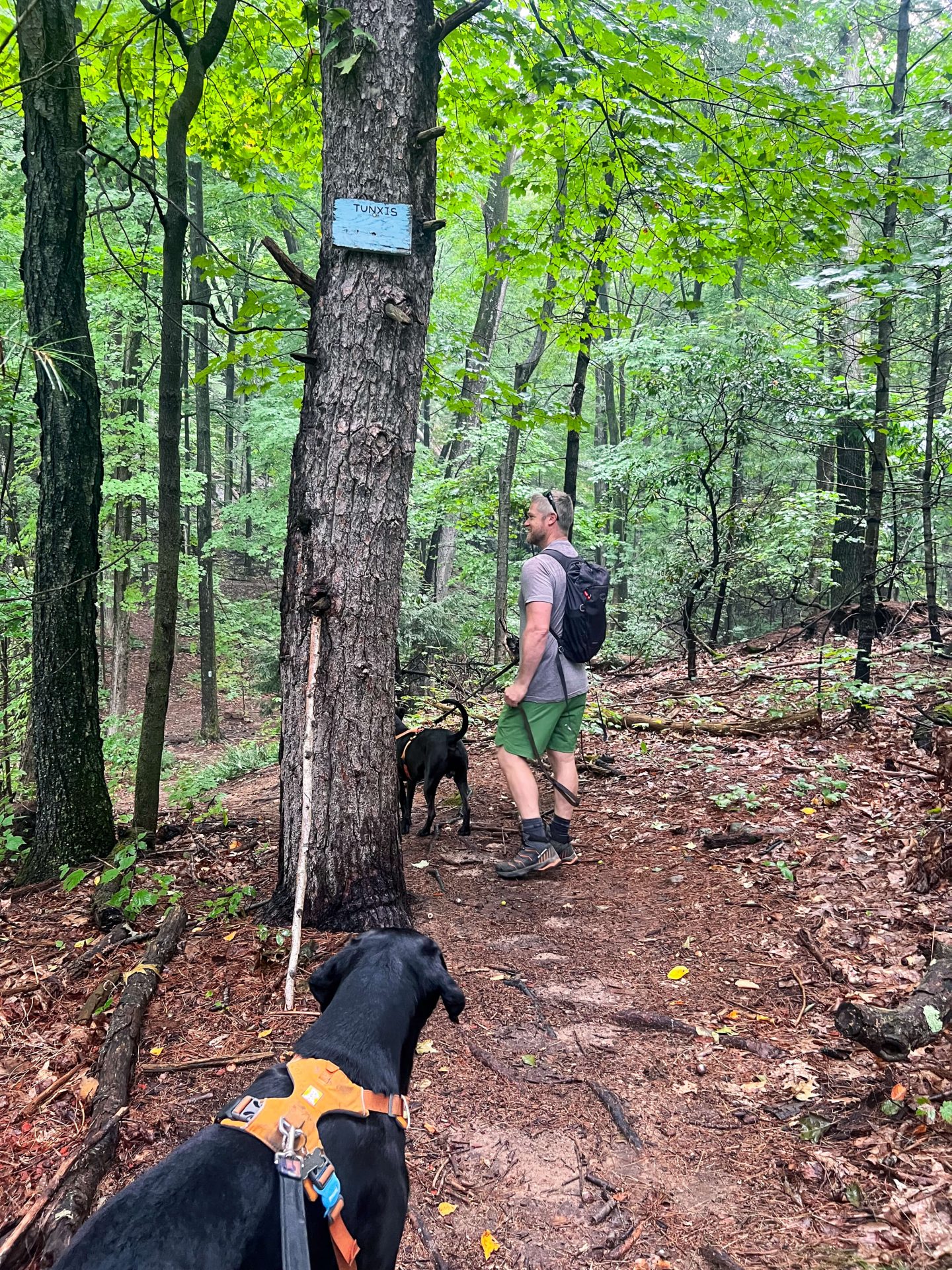 man and two big dogs on a trail in connecticut in summer