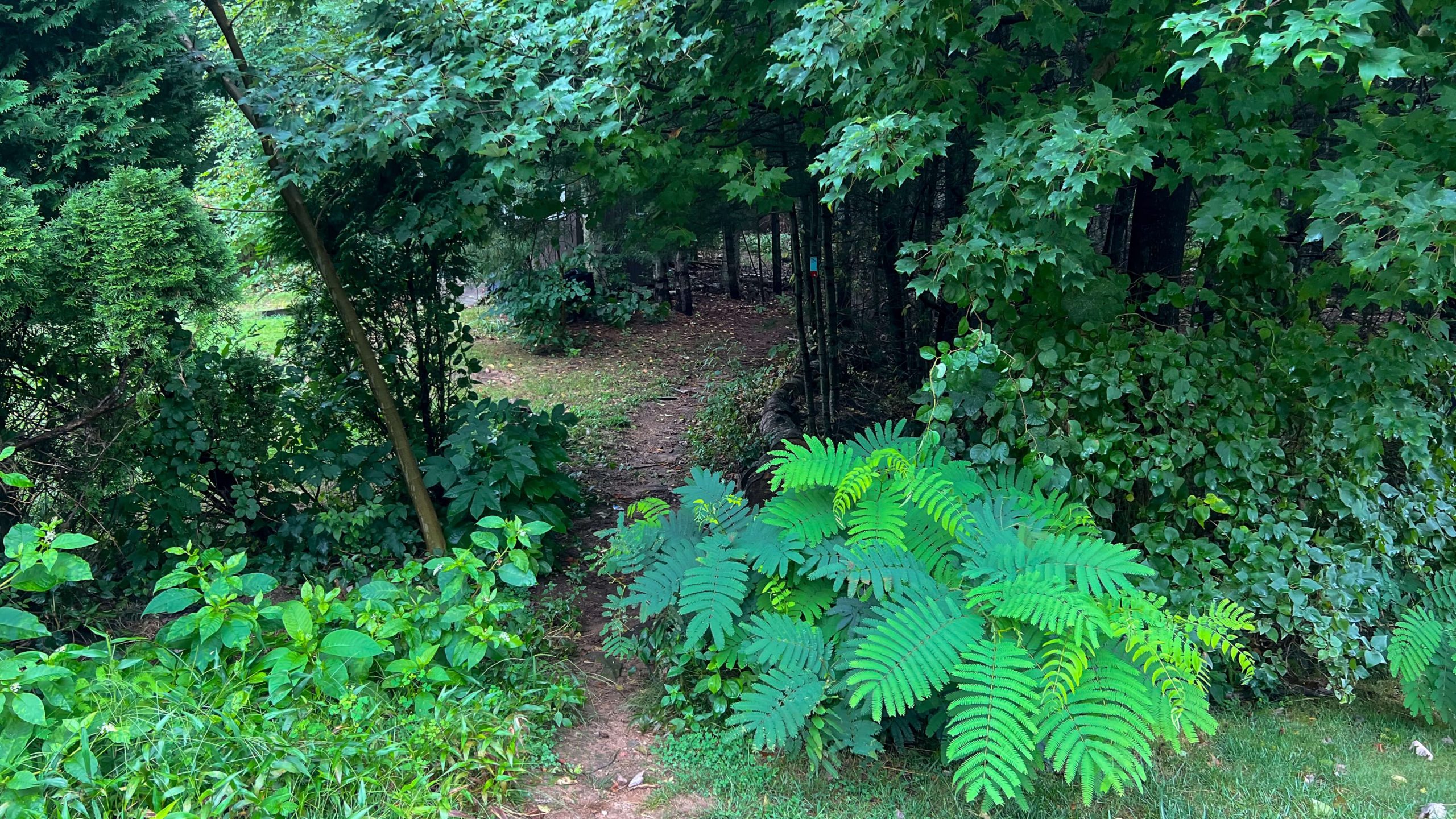 trail entrance in summer surrounded by ferns and lots of green leaves