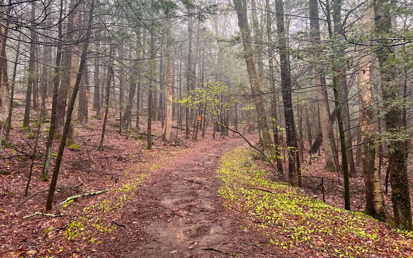 dirt path in springtime in connecticut with bright green leaves along the trail