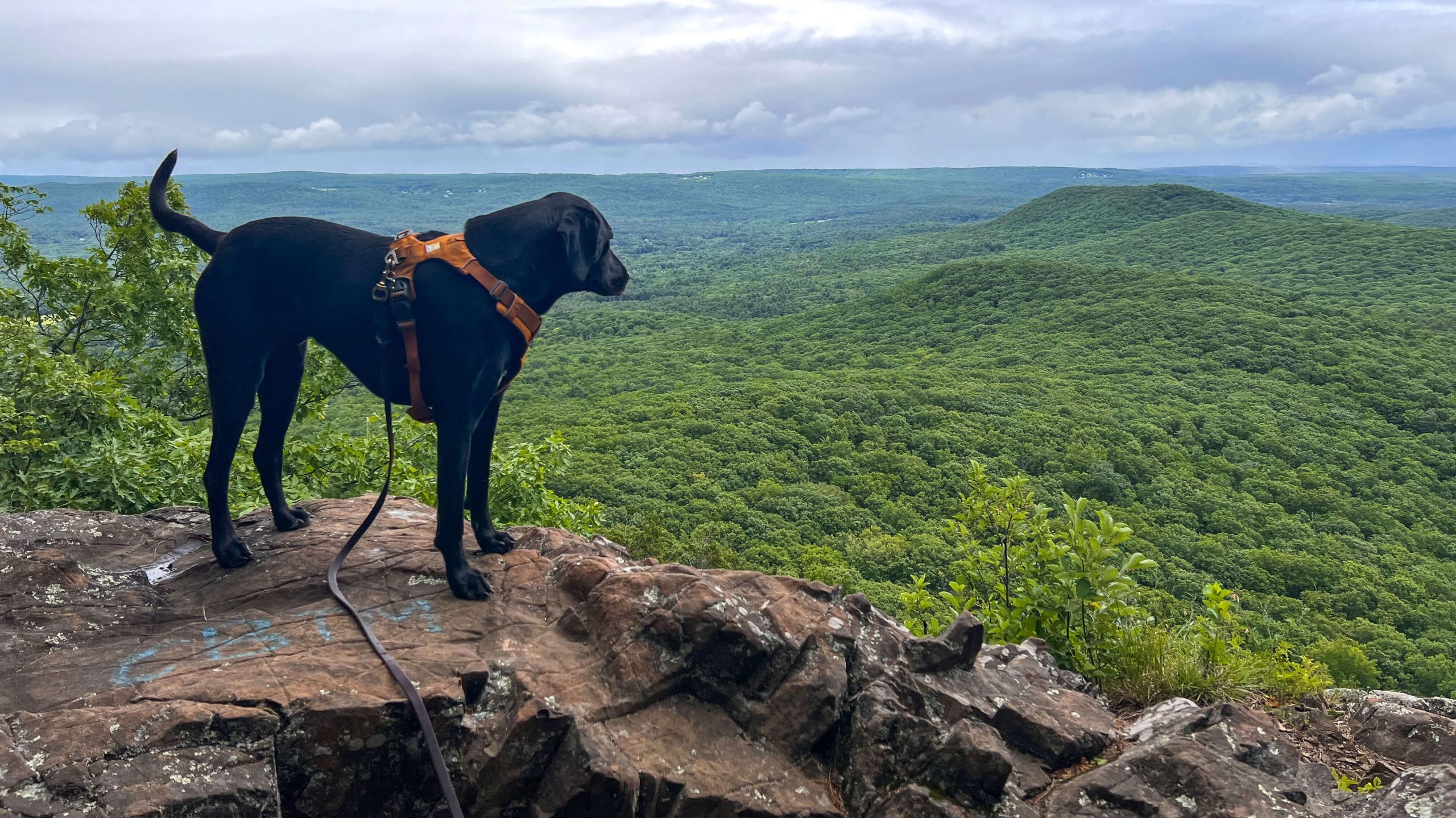 How to Start Hiking with Your Dog Best Leash Harness Advice