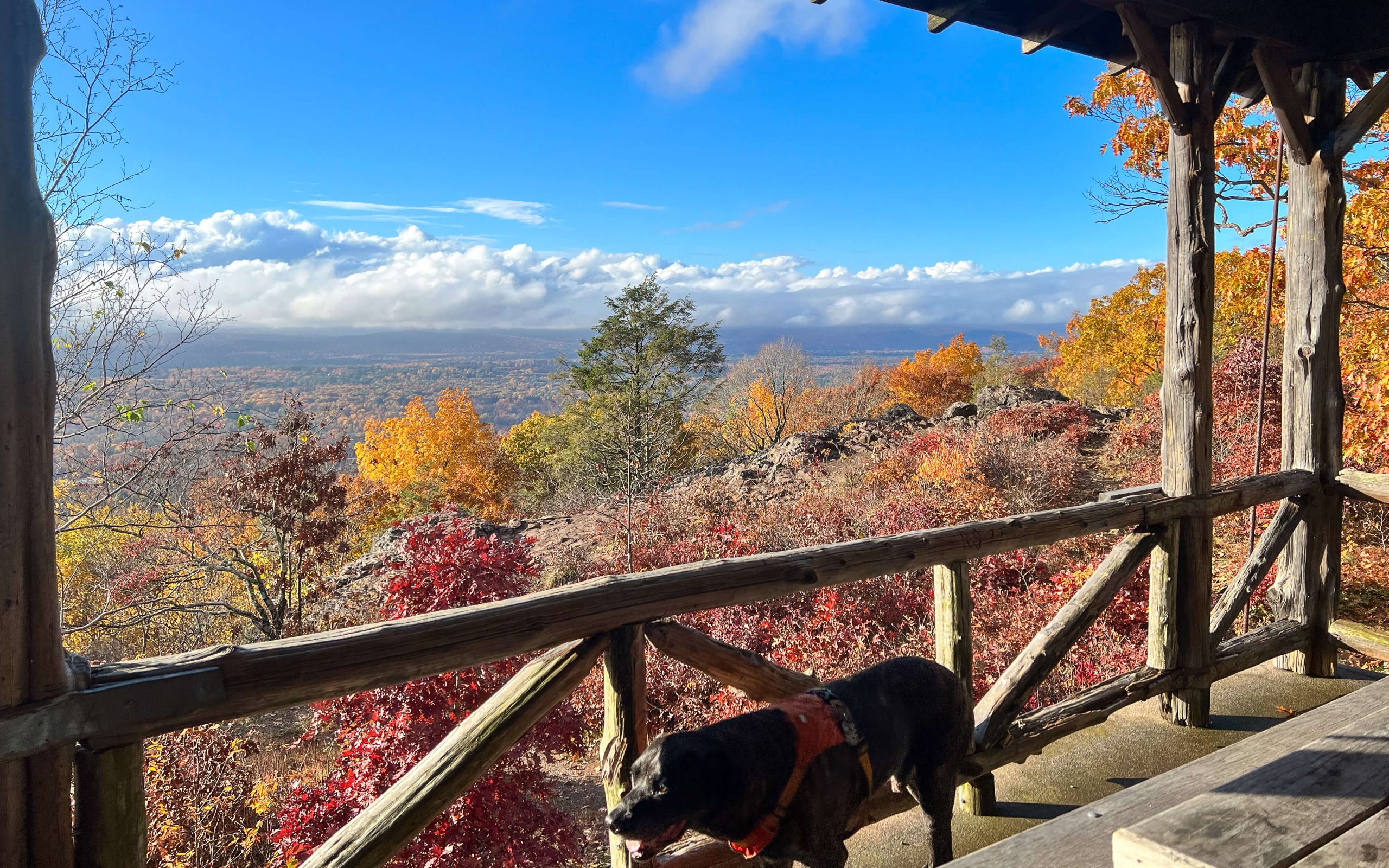 8 Connecticut Dog-Friendly Breweries Paired with Hikes