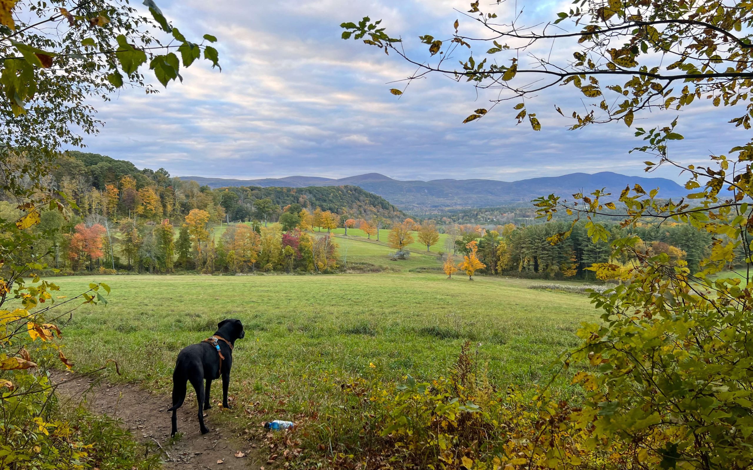 rands view hike in connecticut along the appalachian trail with green fields and orange colored trees with black dog looking out