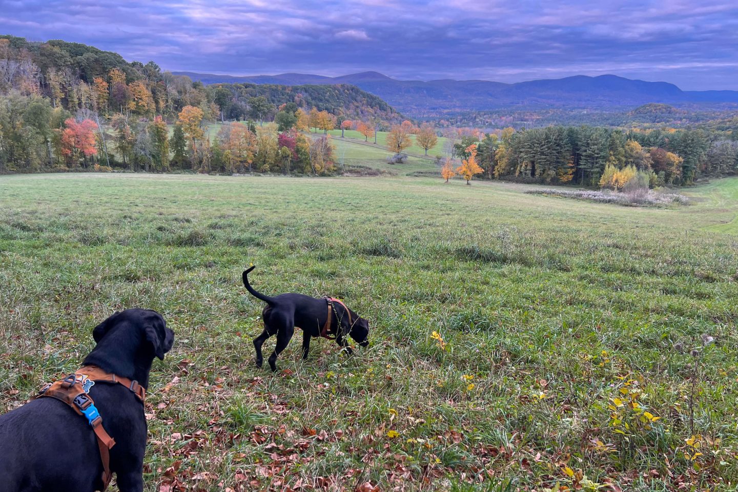 fall trees in the distance on a hike in northwest connecticut with two black dogs on the grass looking at the view.