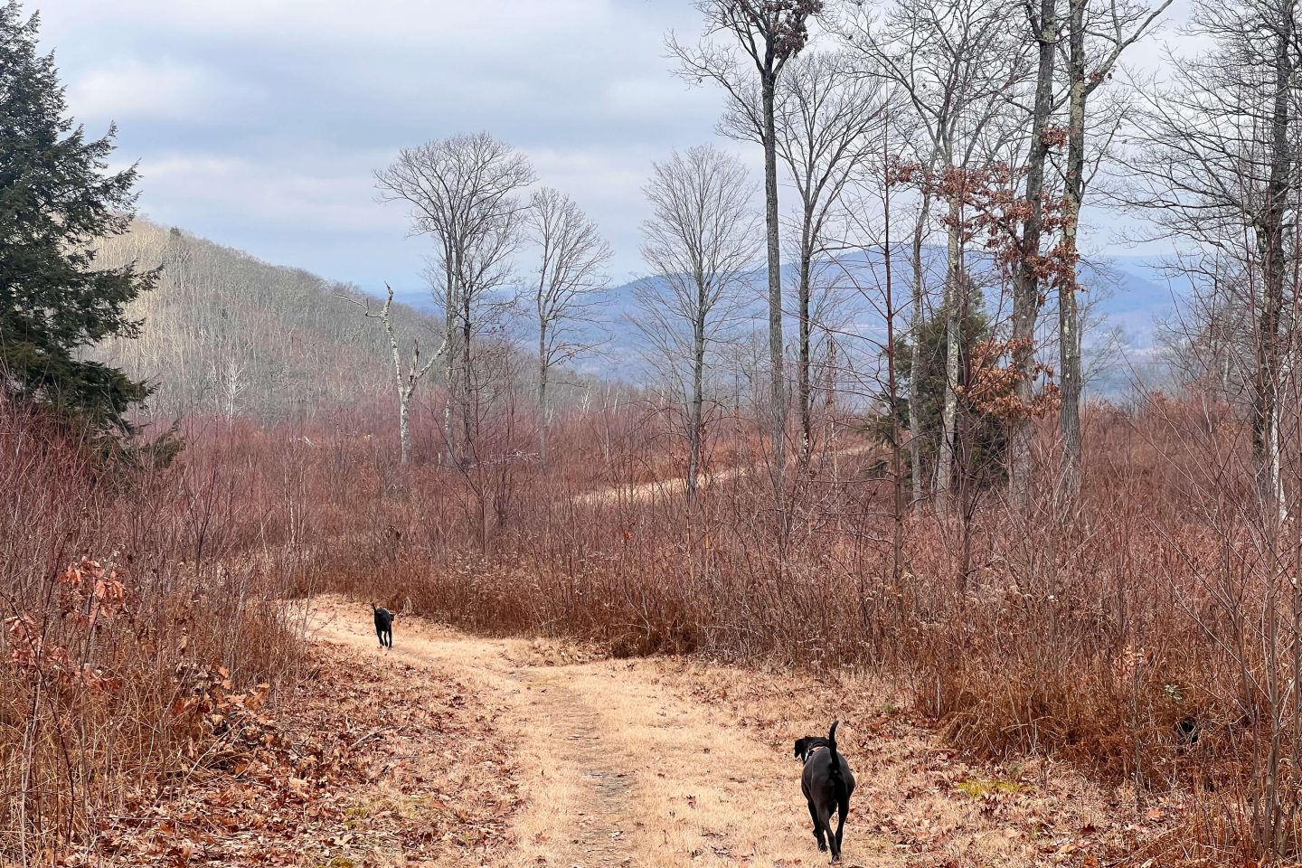 dogs walking down a trail in the berkshires in early winter