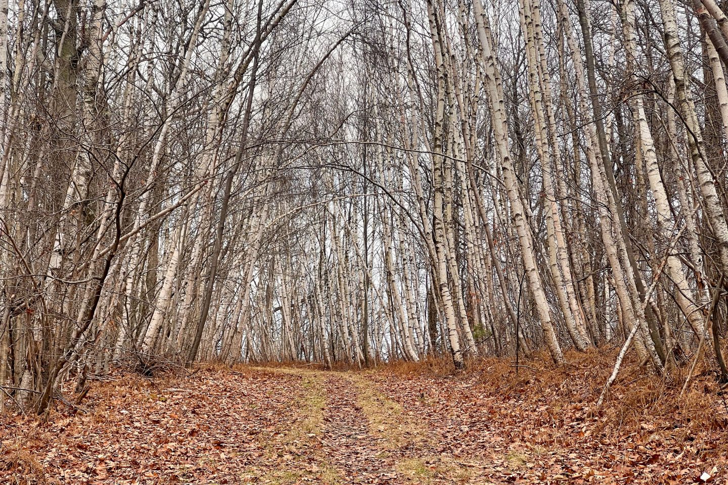 white birch tree tunnel on a hike near great barrington