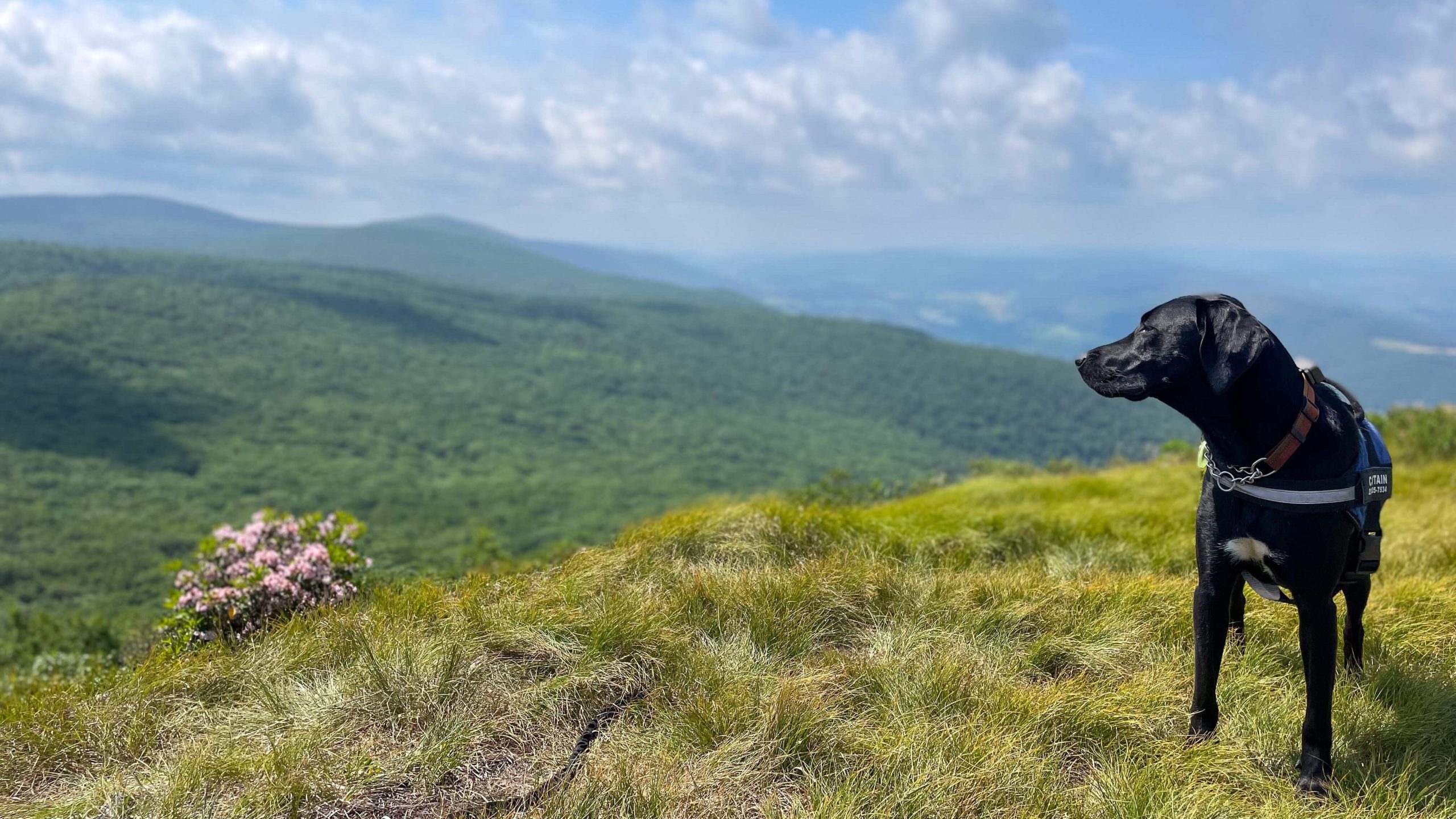 the best hike in the berkshires alander mountain with green leaves and black dog