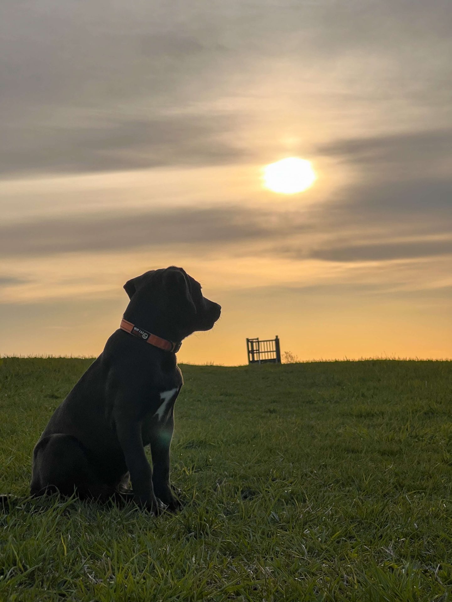 dog at apple hill tower in bantam connecticut