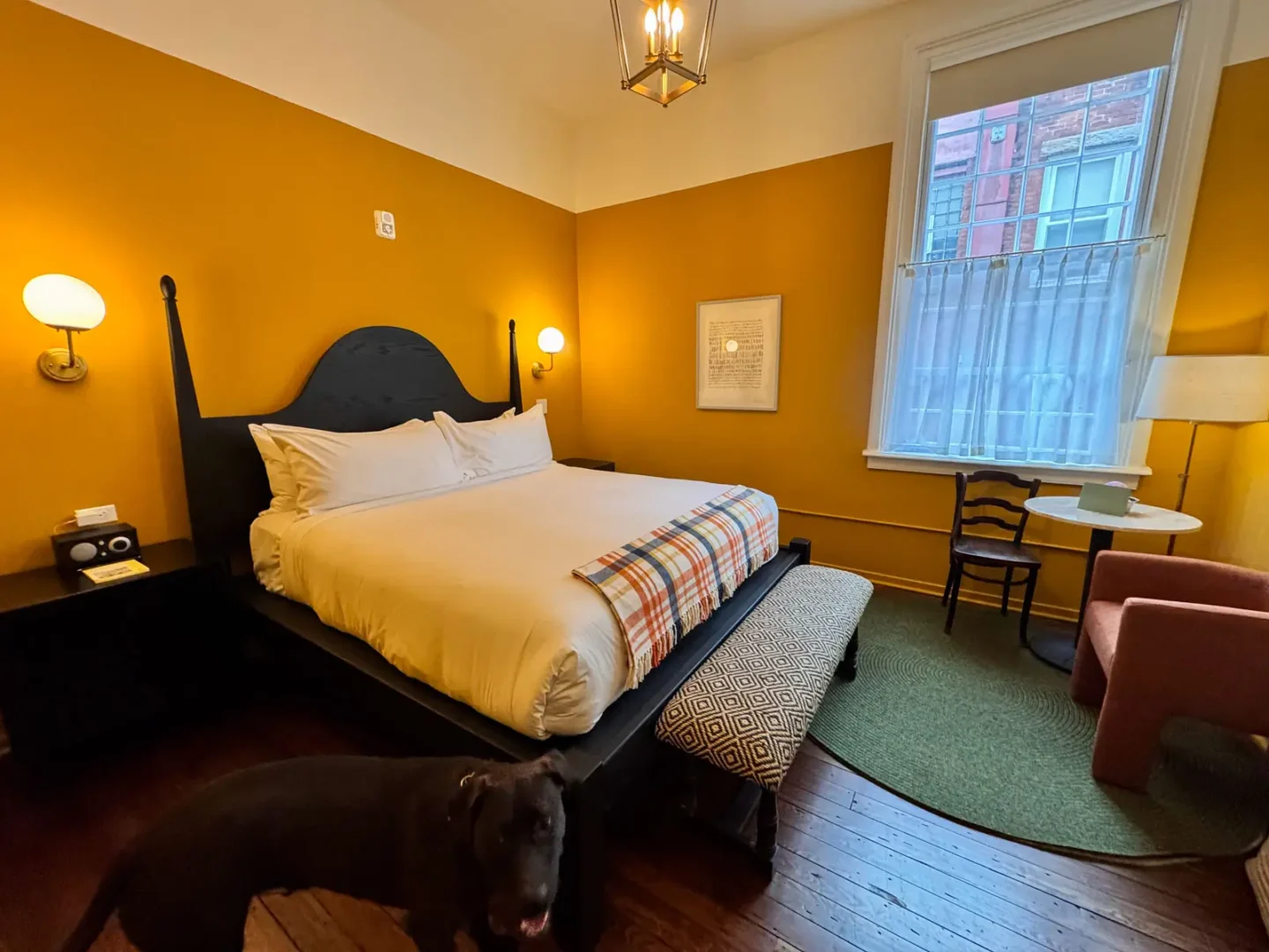 brown dog standing inside hotel bedroom with king size bed with white comforter and yellow walls at The Abner Hotel in downtown Litchfield, CT.