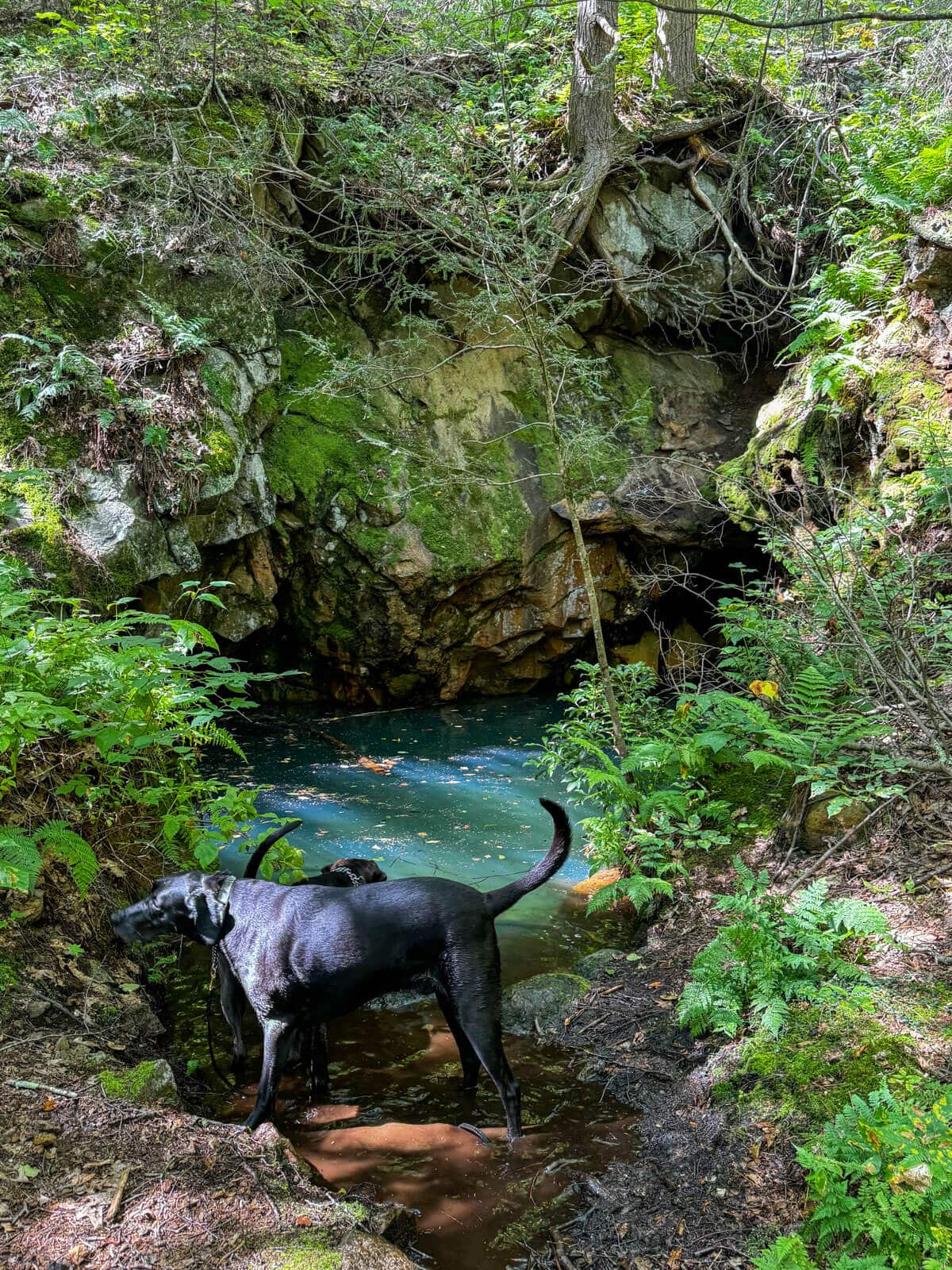 black dog standing in front of bright blue green water at an old nickel mine in at prospect mountain in litchfield, connecticut on a summer day surrounded by green ferns.