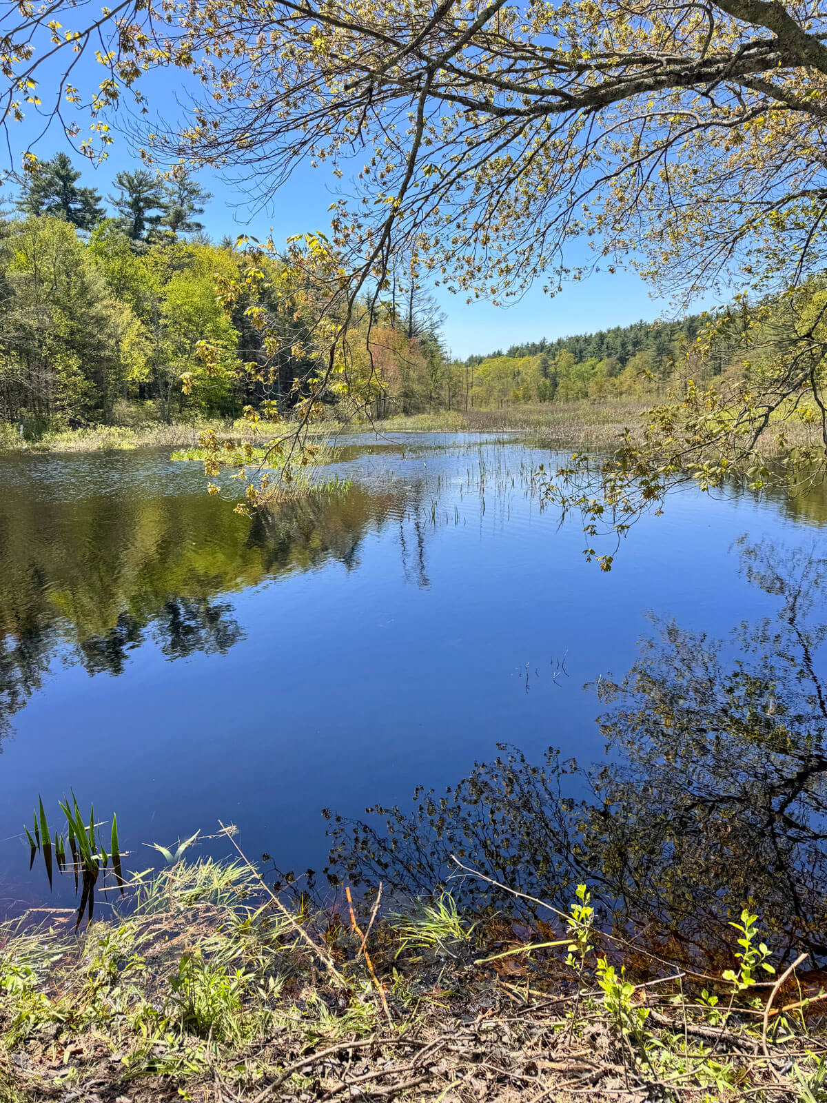 blue river with reflection on a sunny day at white memorial in litchfield.