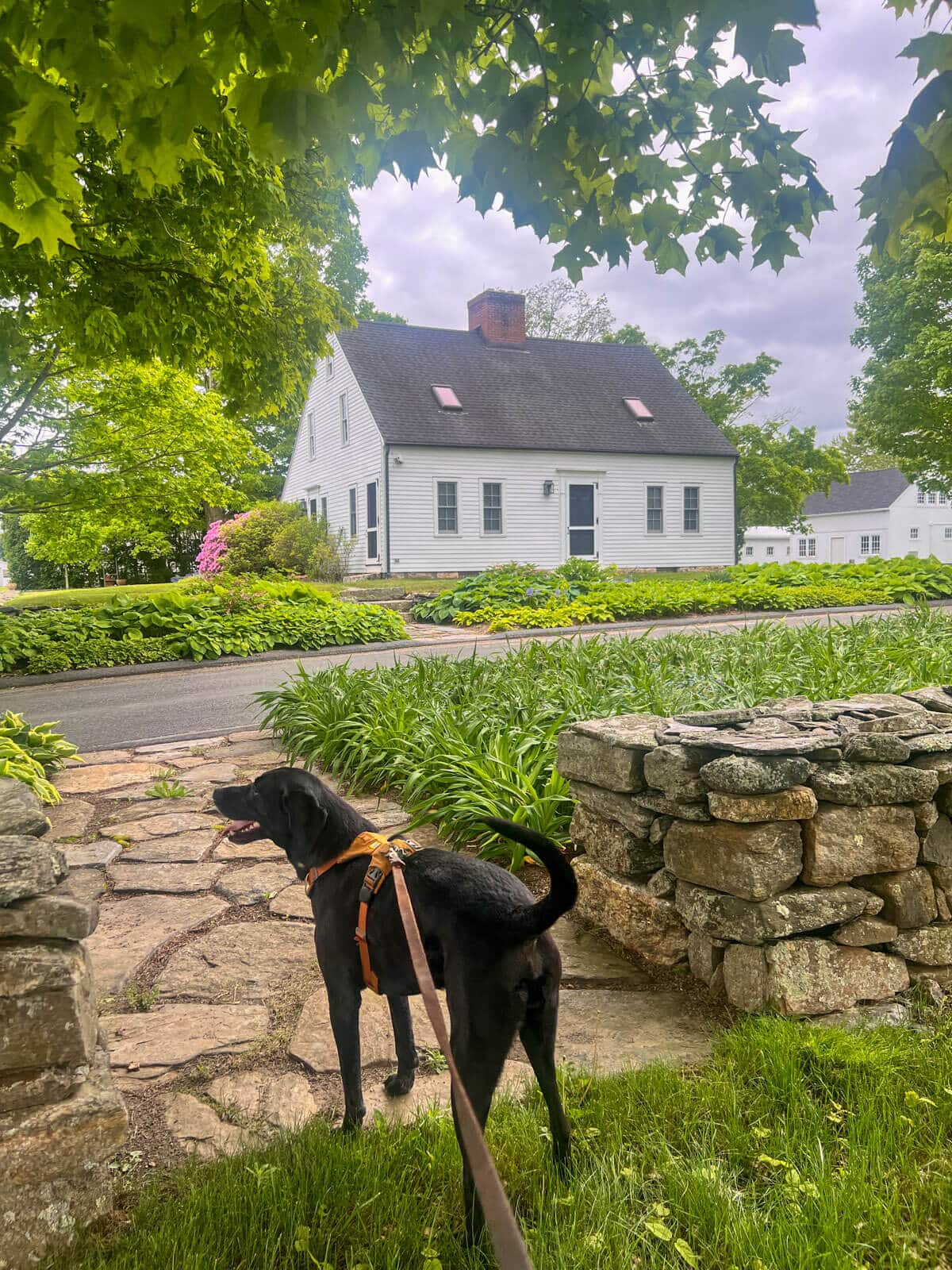 black dog walking on orange leash at white flower farm in litchfield connecticut.