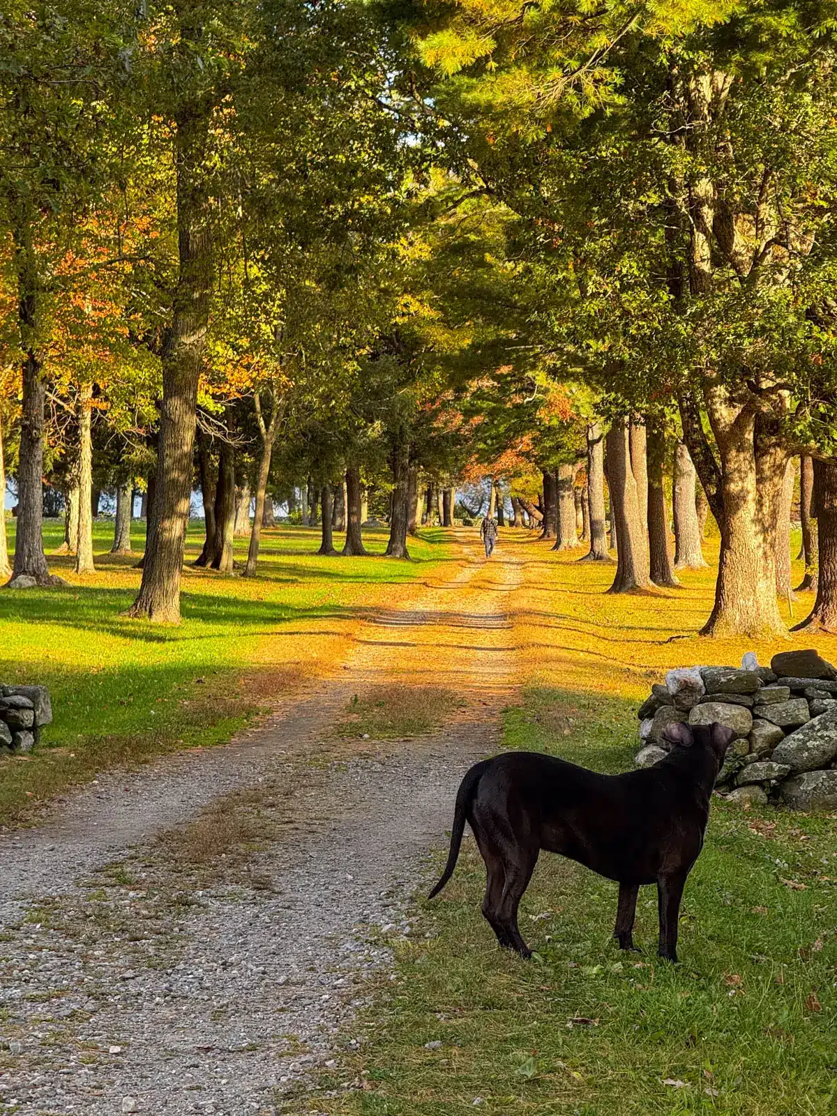 brown dog at start of dirt path at golden hour surrounded by bright green grass and big trees lining the path.
