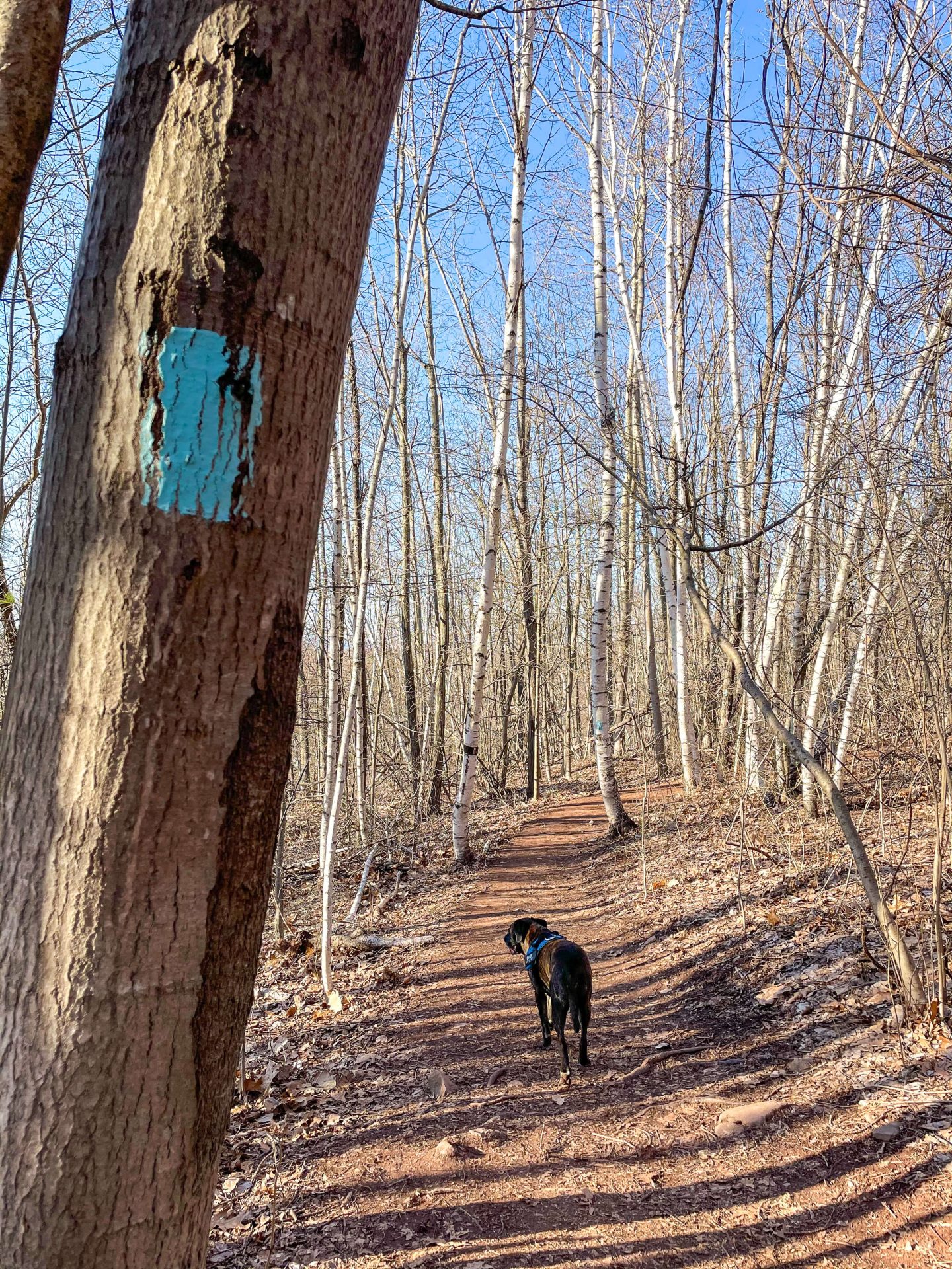 rattlesnake mountain trail in ct during a winter day with dog on trail