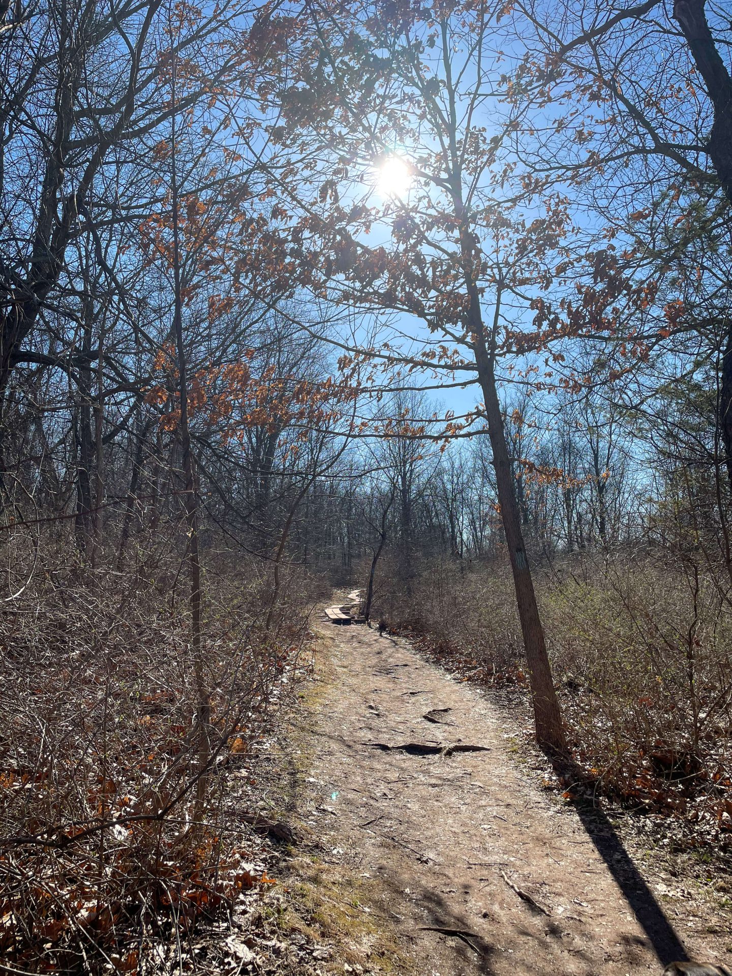 rattlesnake mountain trail in ct during a winter day