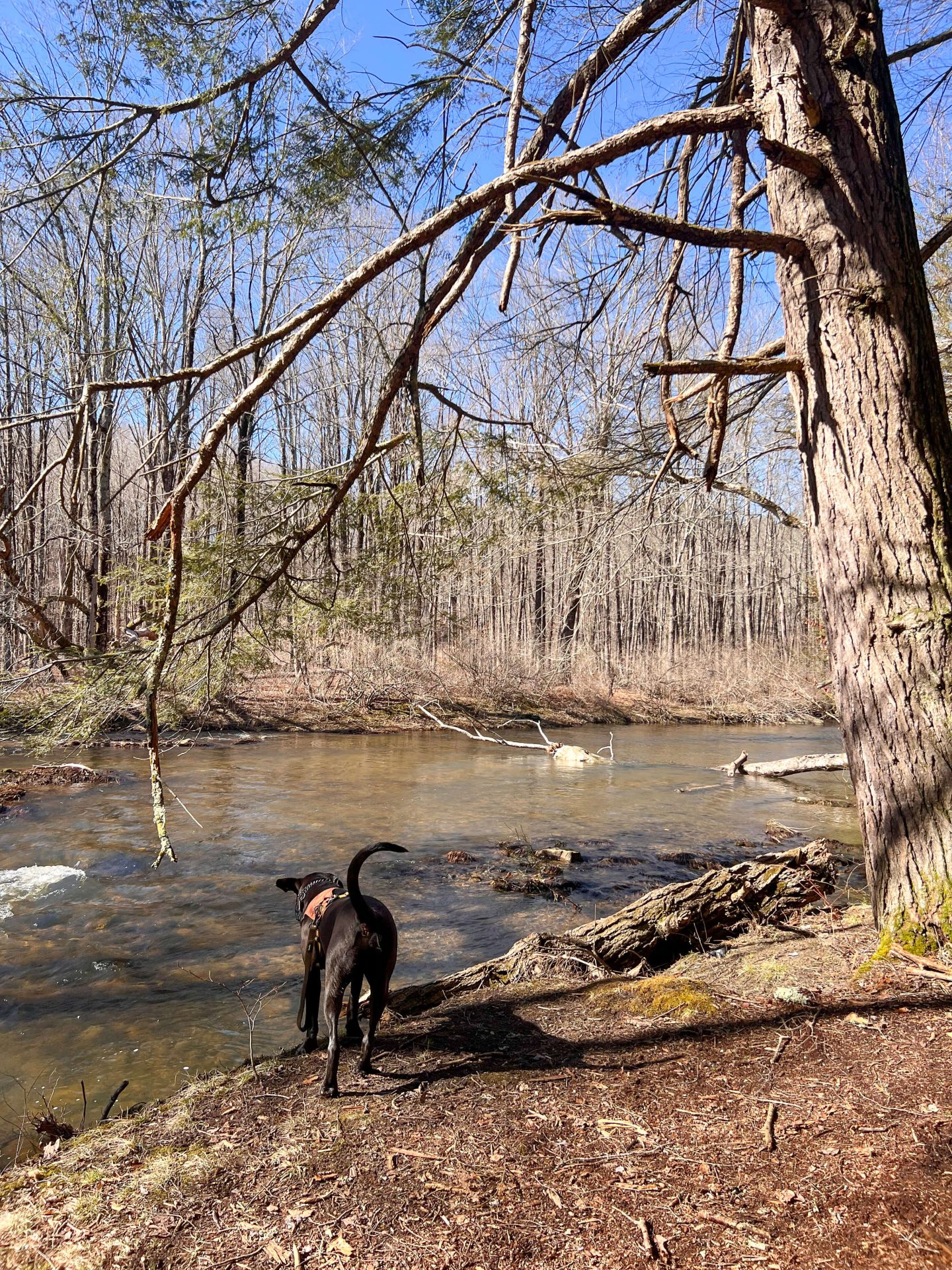 dog walking along upper bantam river trail in litchfield connecticut