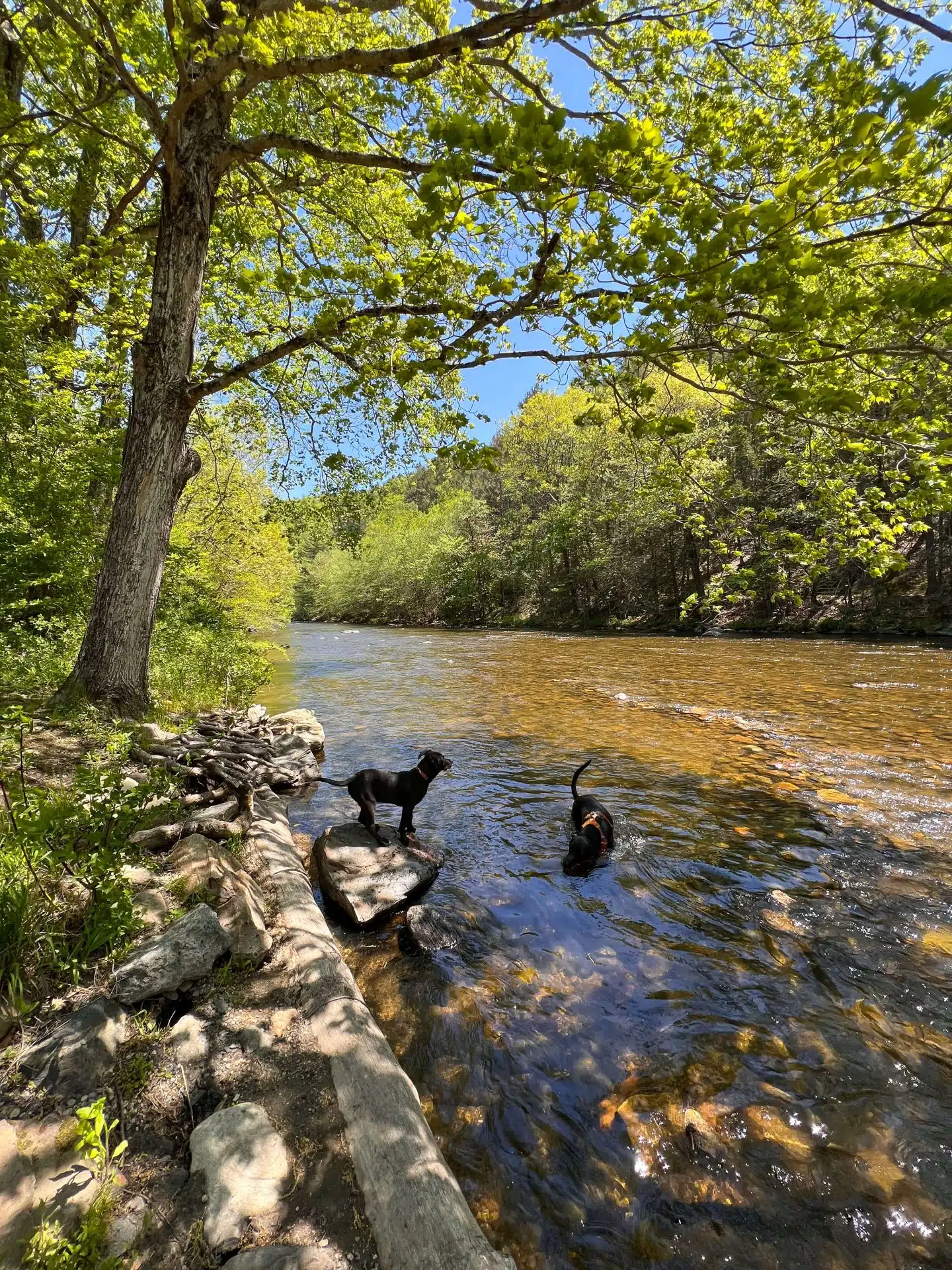 2 dogs in the shepaug river connecticut