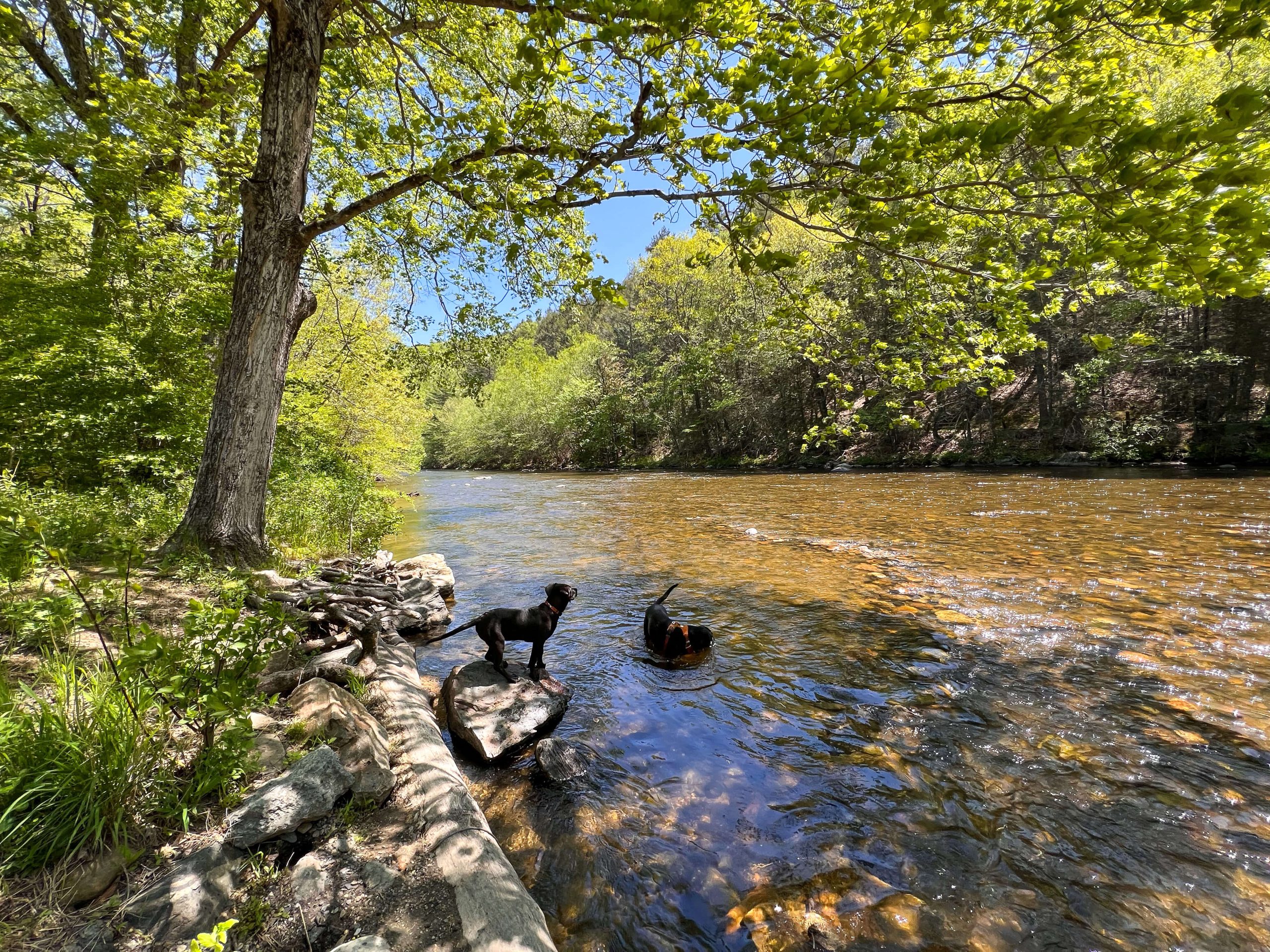 2 dogs in the shepaug river connecticut