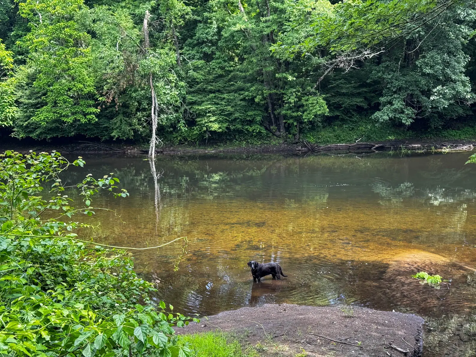 black dog swimming in river in connecticut in the summer with green trees lining the river.