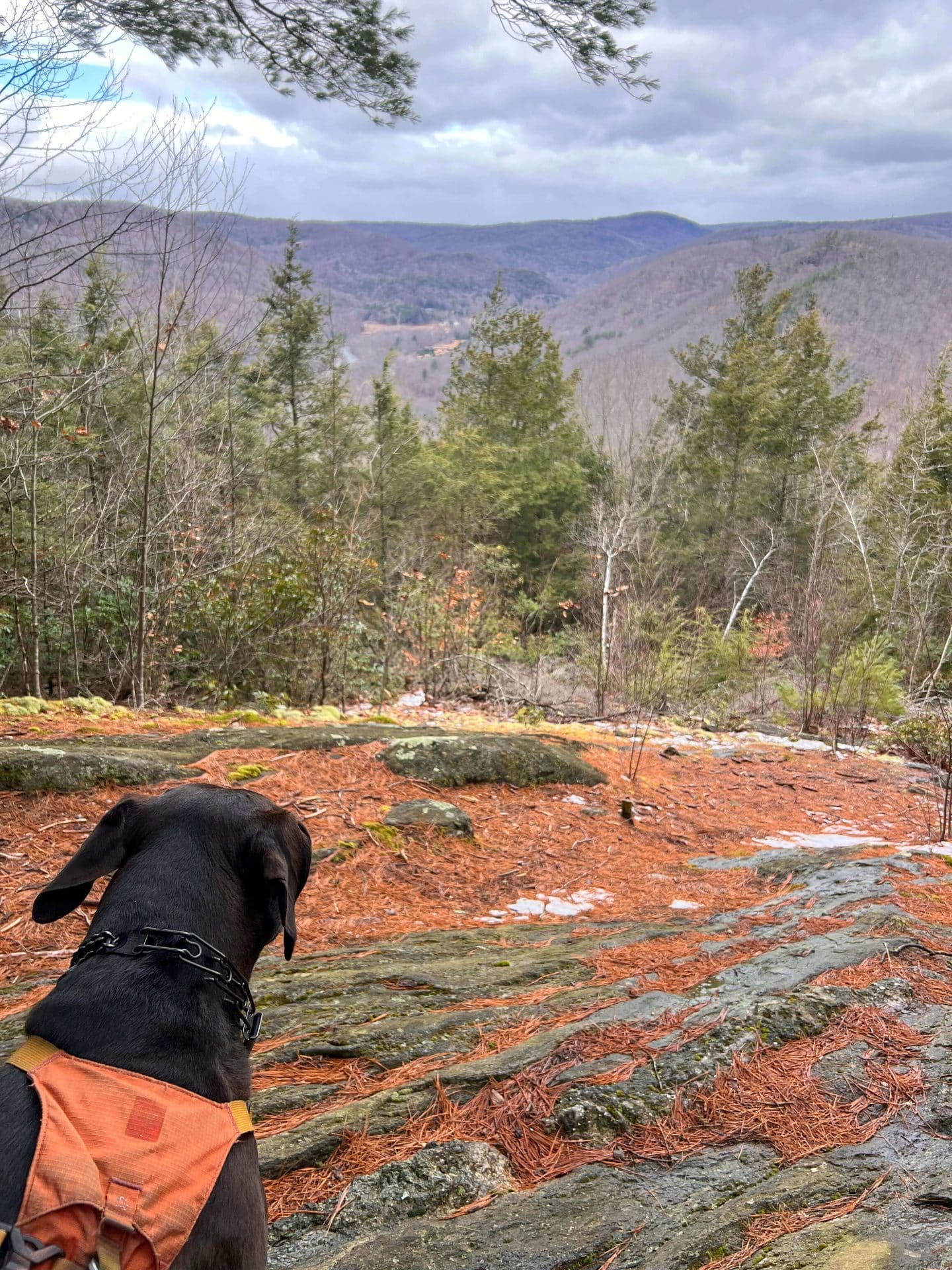 dog looking out from the view at top of sanderson brook falls loop