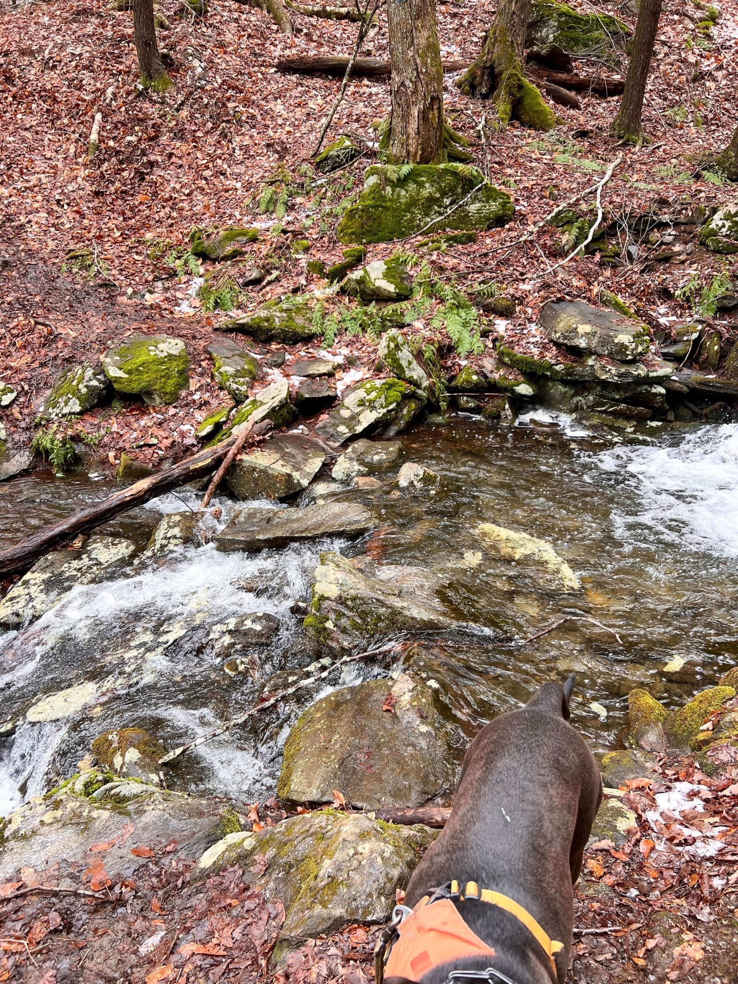 on the trail to sanderson falls brook loop