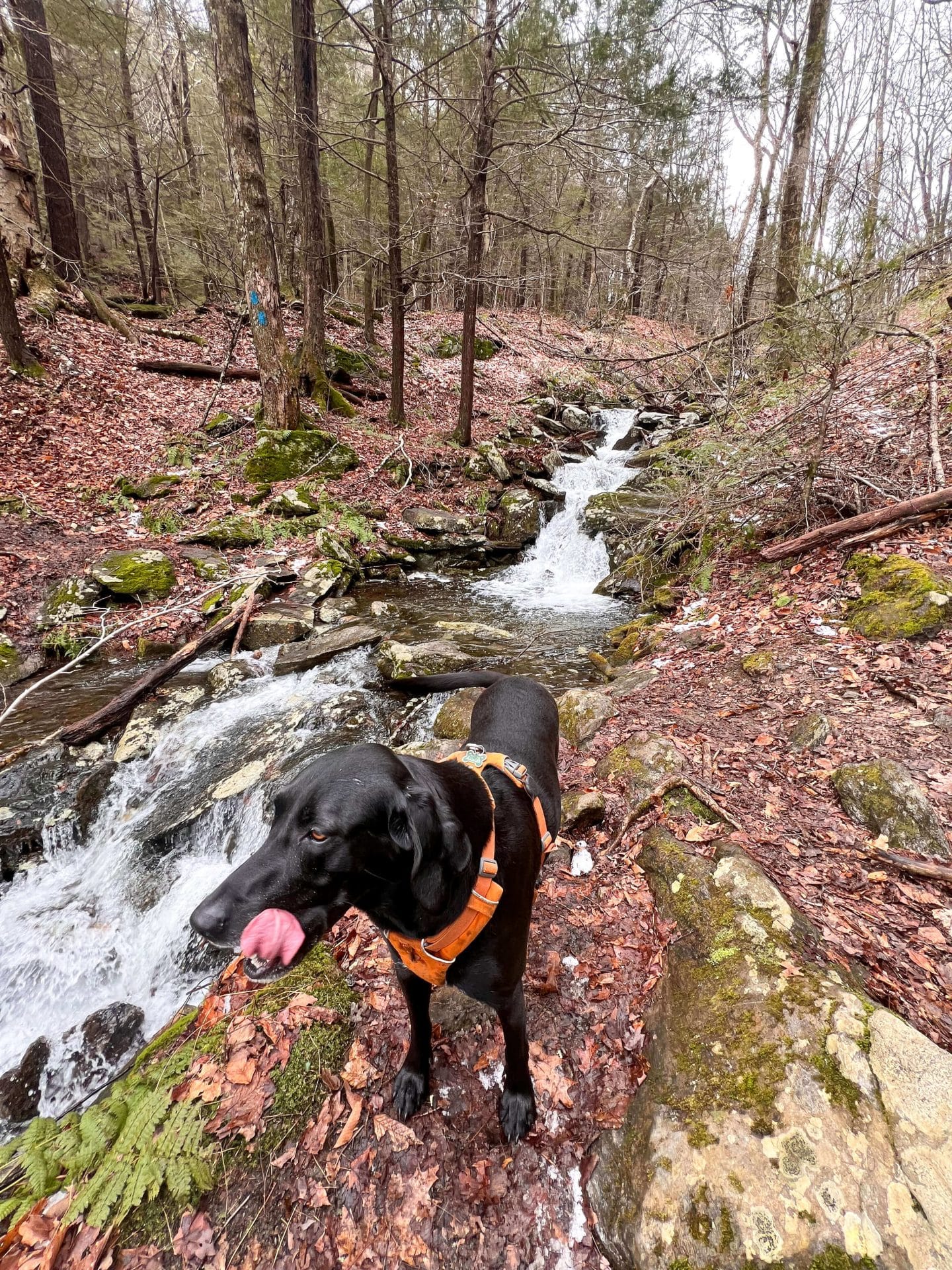 black dog on the trail to sanderson falls brook loop