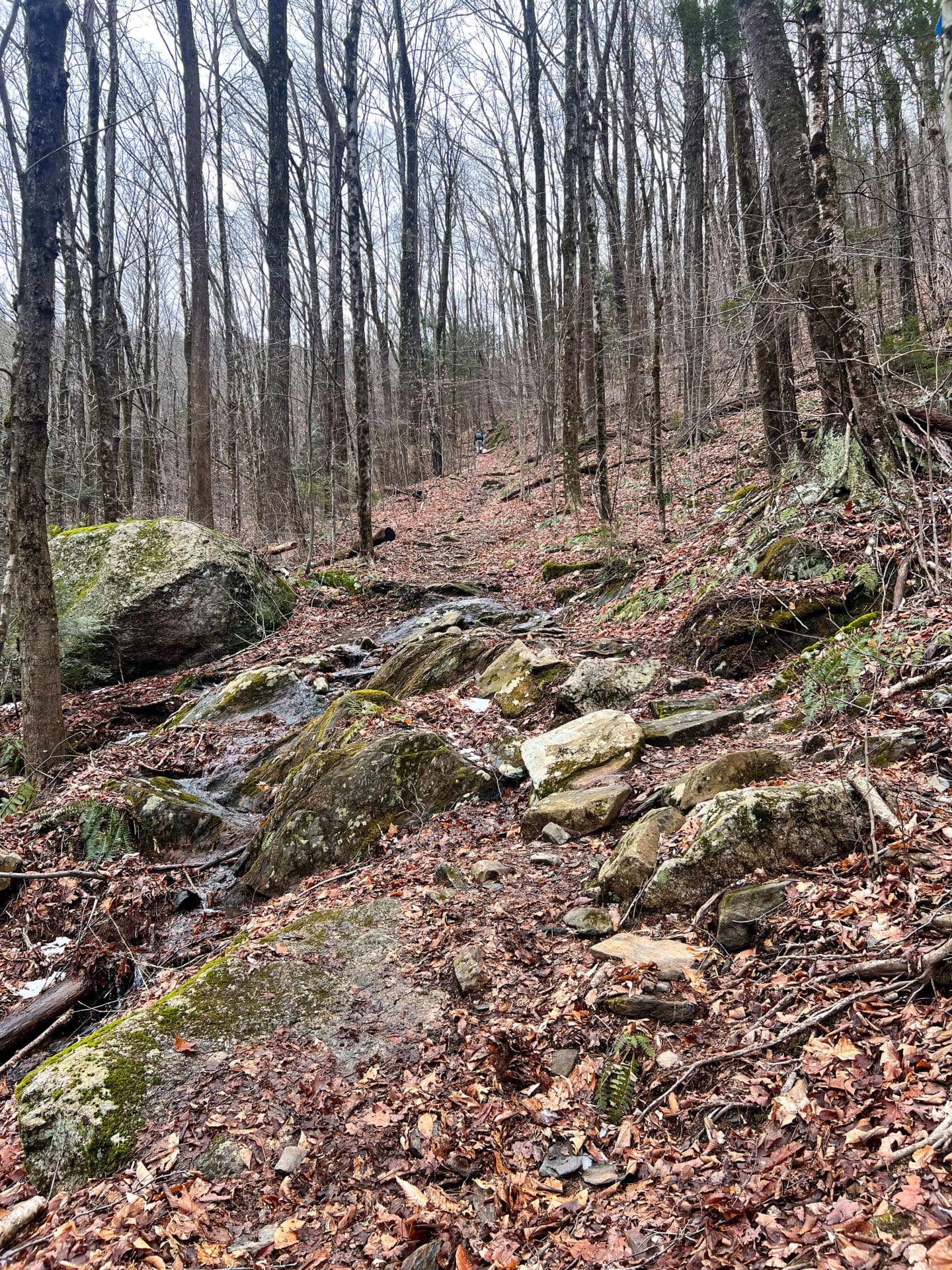 on the trail to sanderson falls brook loop