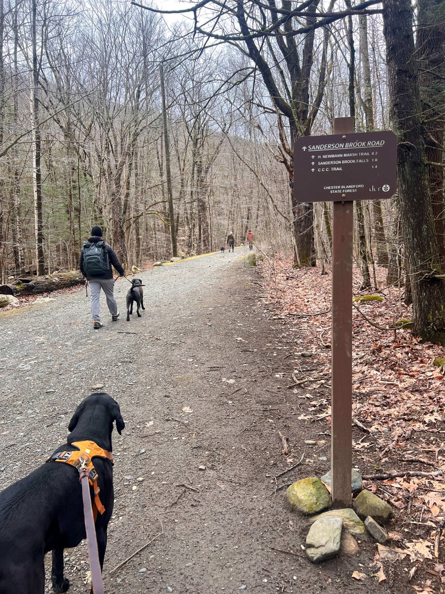 on the trail to sanderson falls brook loop