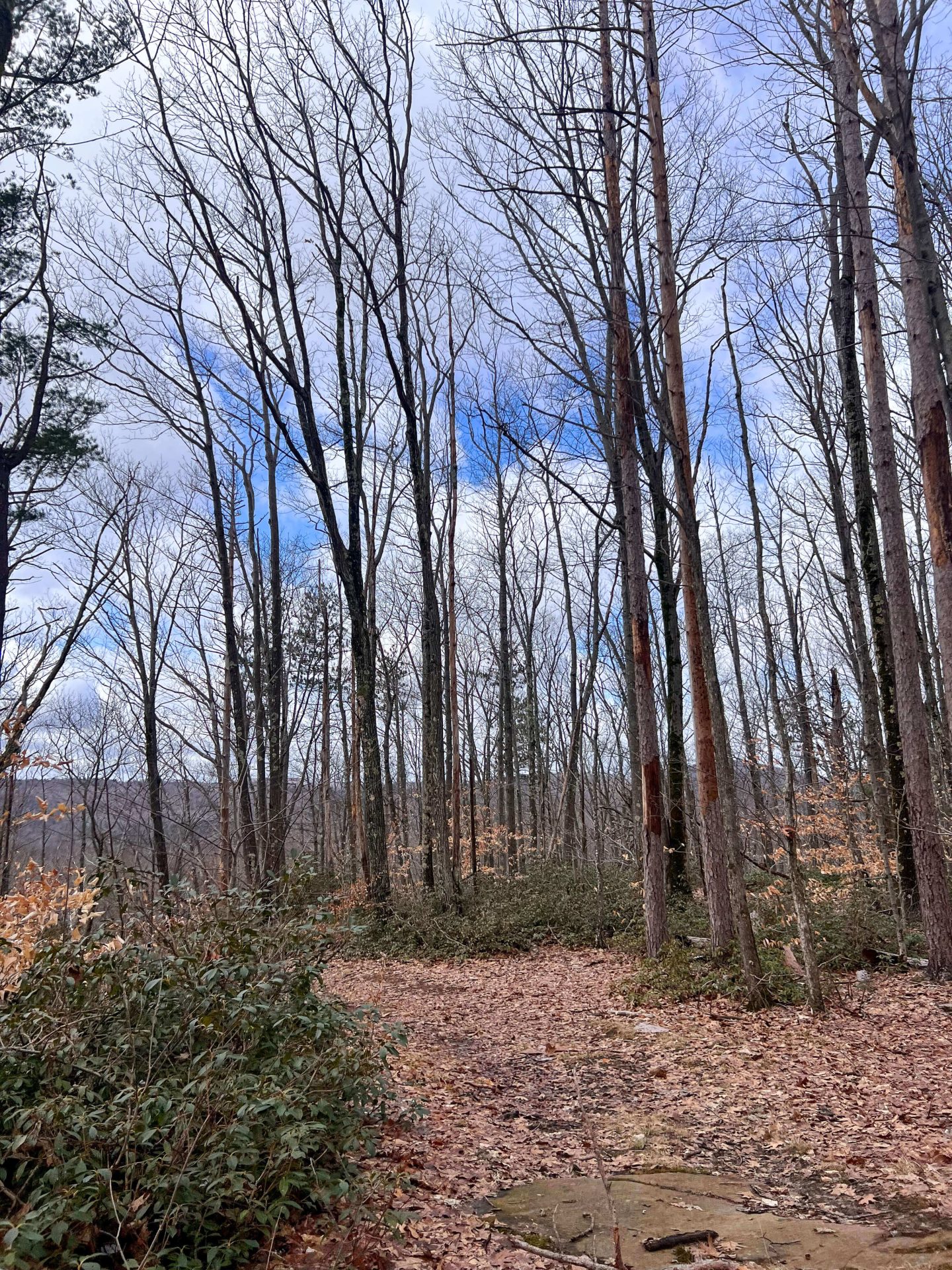 hiking in chester-blandford state forest