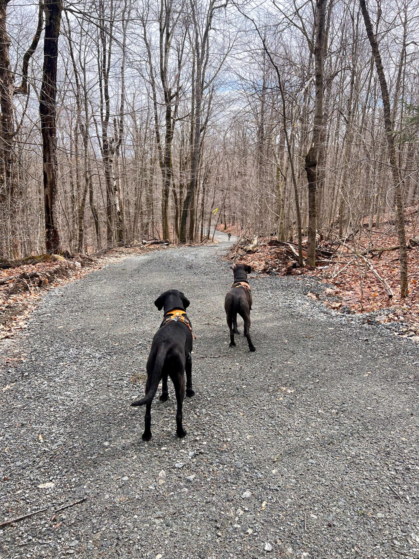 two dogs hiking in chester-blandford state forest